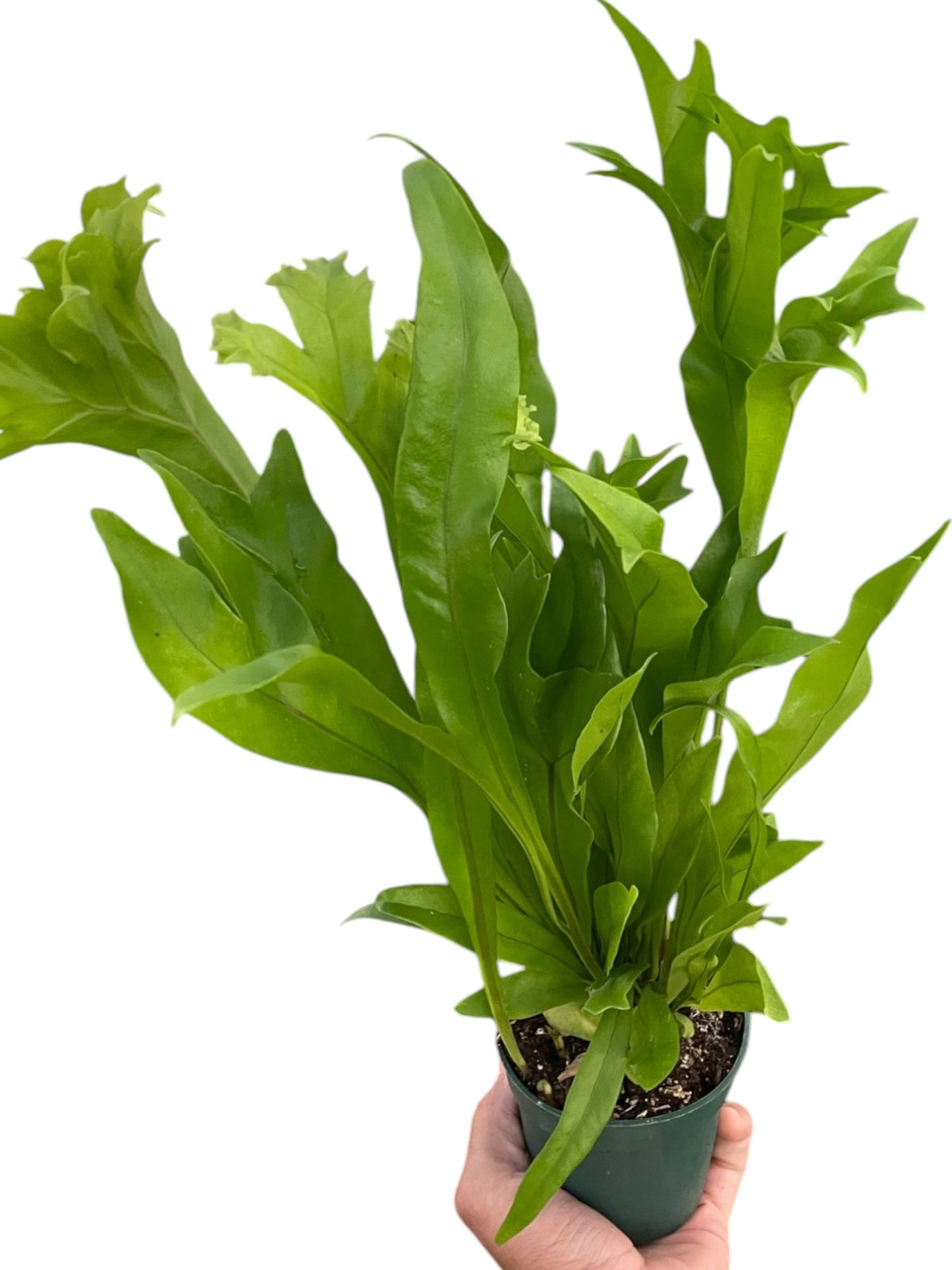 Fern Green Flame Live House Plant Rare