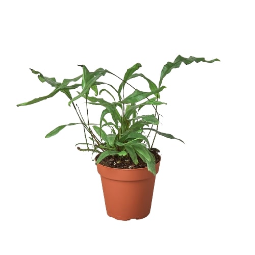 Fern Kangaroo Paw Live House Plant