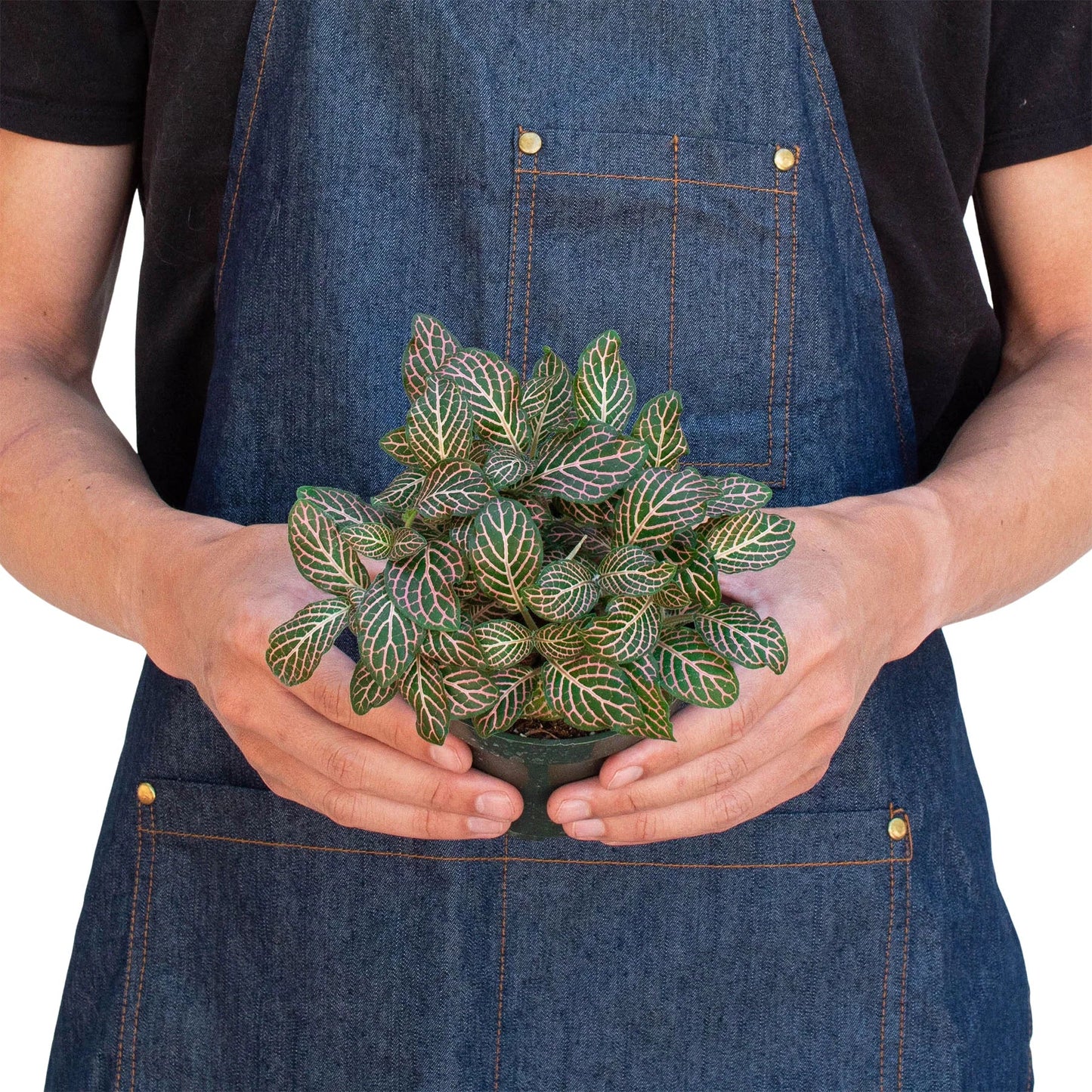 Fittonia Pink Nerve Plant Live House Plant Colorful Indoor Plant