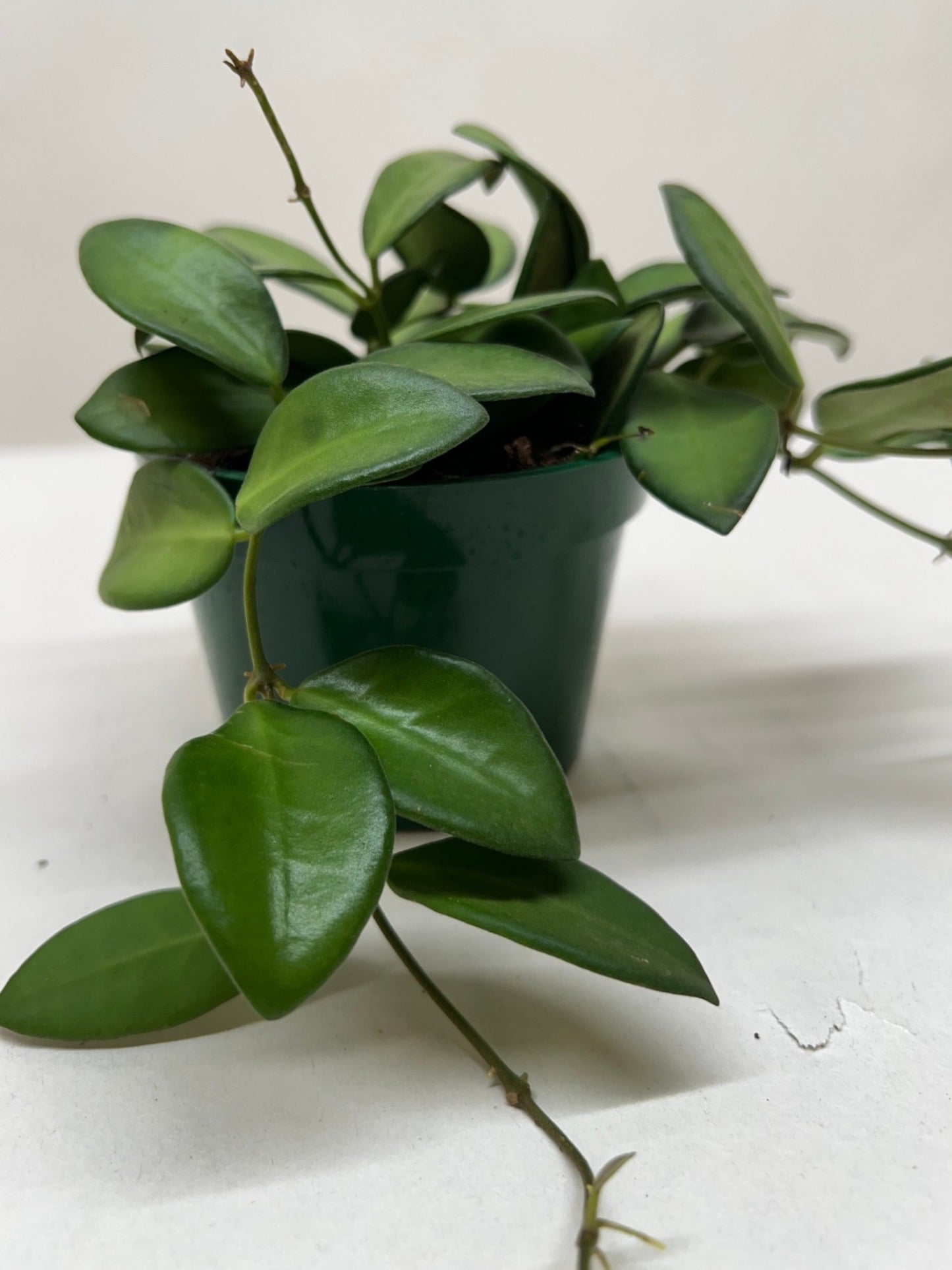 Hoya Burtoniae Plant Live Low Maintenance House Plant Hanging Vining