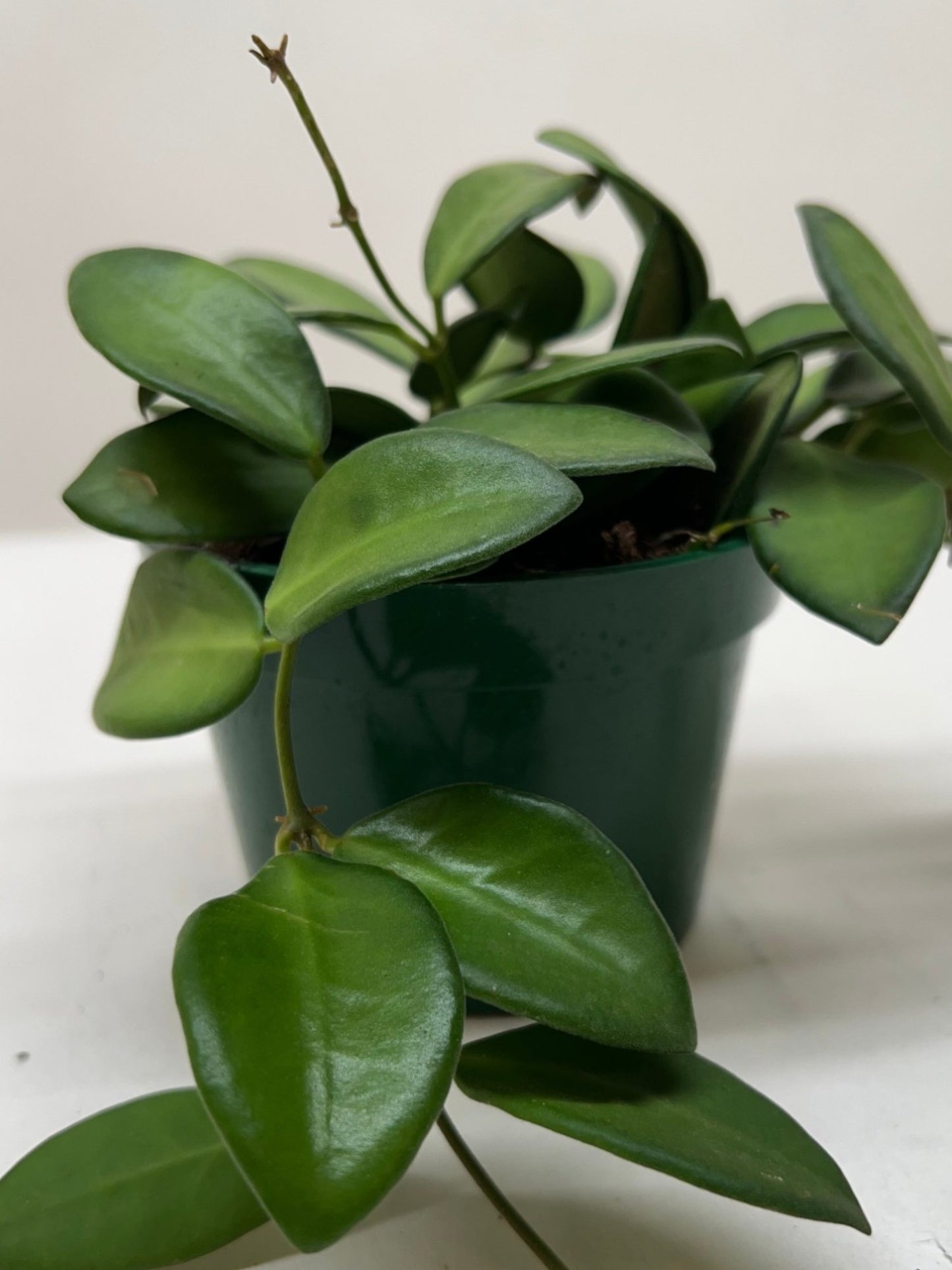 Hoya Burtoniae Plant Live Low Maintenance House Plant Hanging Vining
