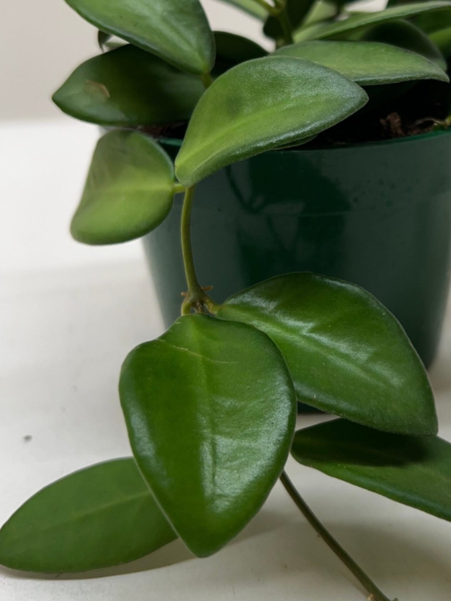 Hoya Burtoniae Plant Live Low Maintenance House Plant Hanging Vining