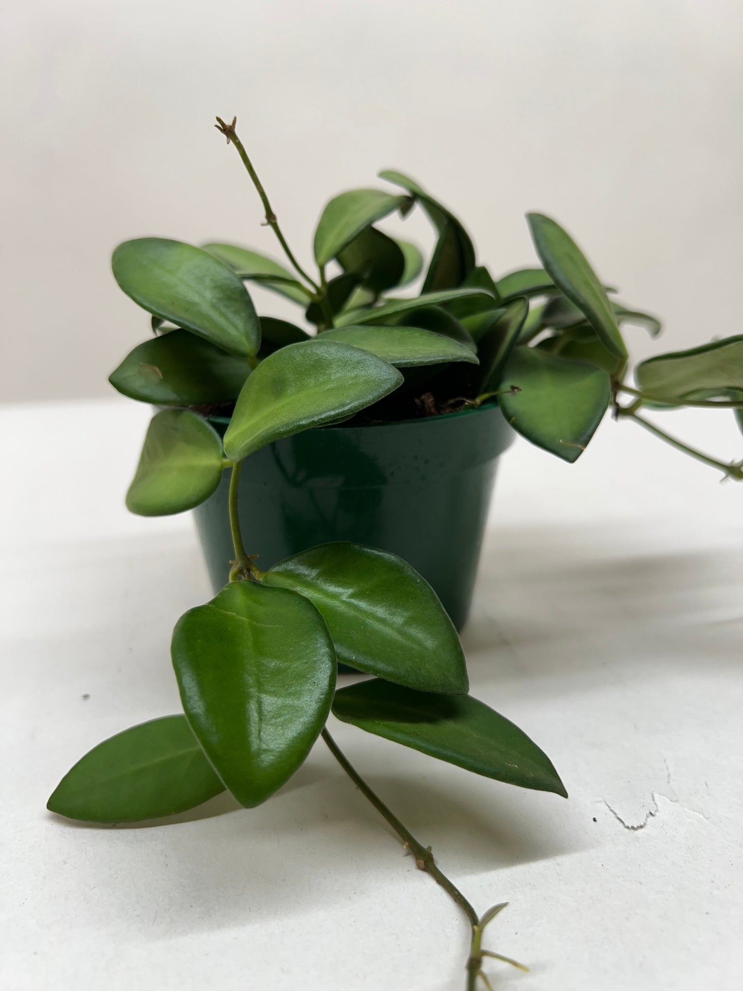 4" Pot - Hoya 'Burtoniae'