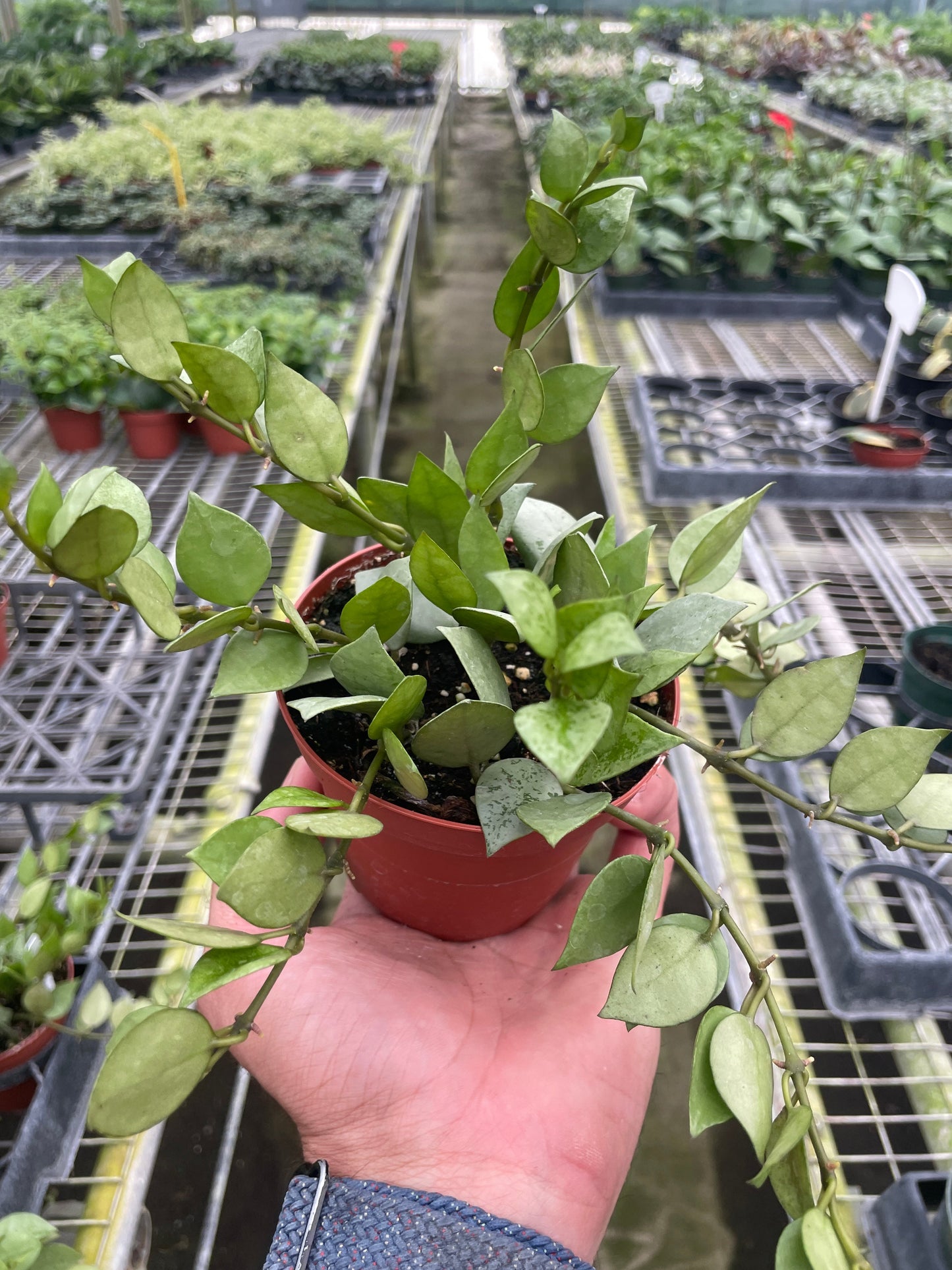 4" Pot - Hoya 'Krohniana Super Silver'