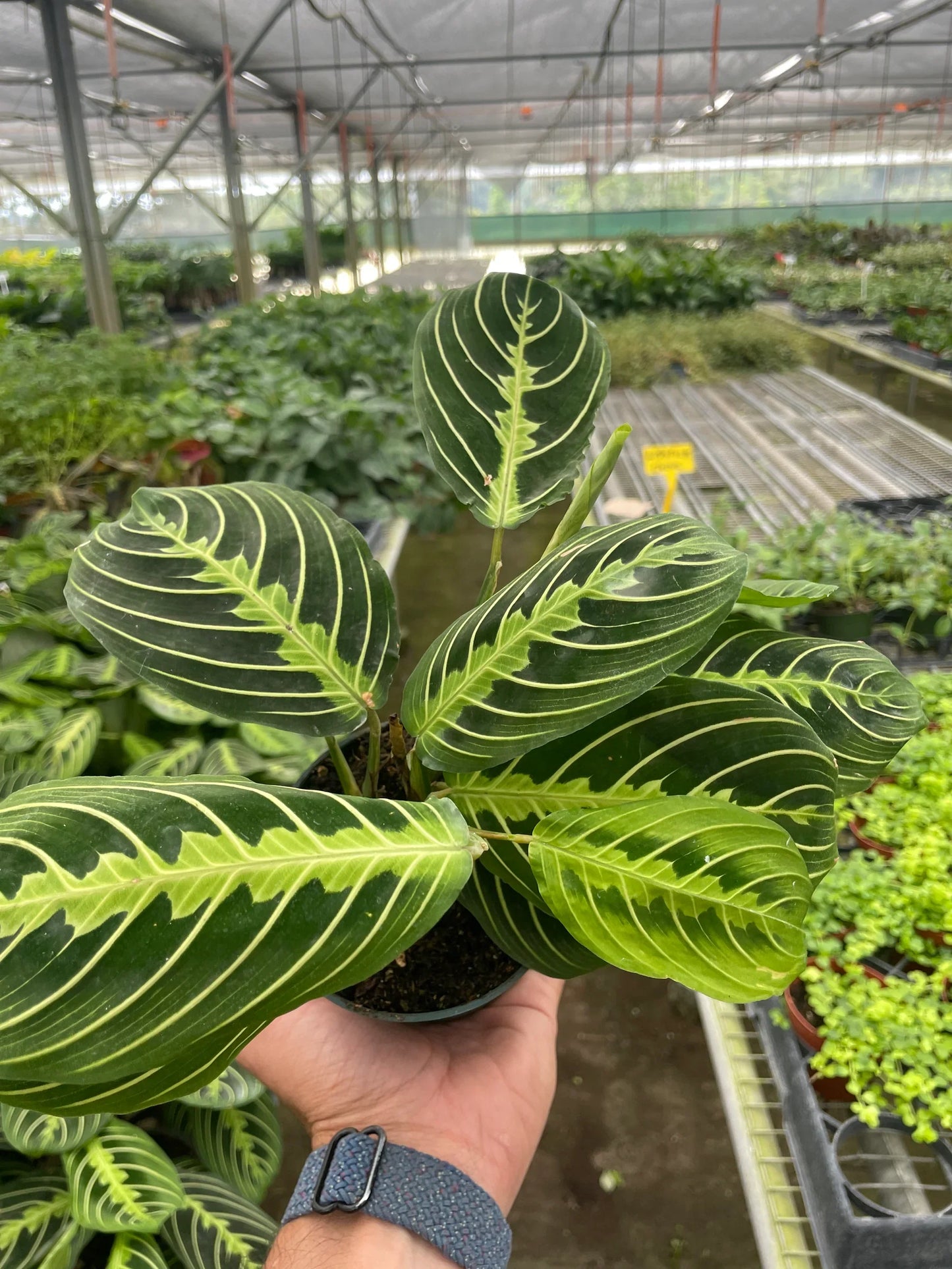 Maranta Lemon Lime Prayer Plant Live House Plant