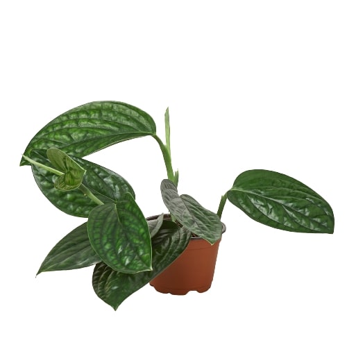 Monstera Peru Plant Live House Plant Vining Indoor Plant Hanging Live House Plant