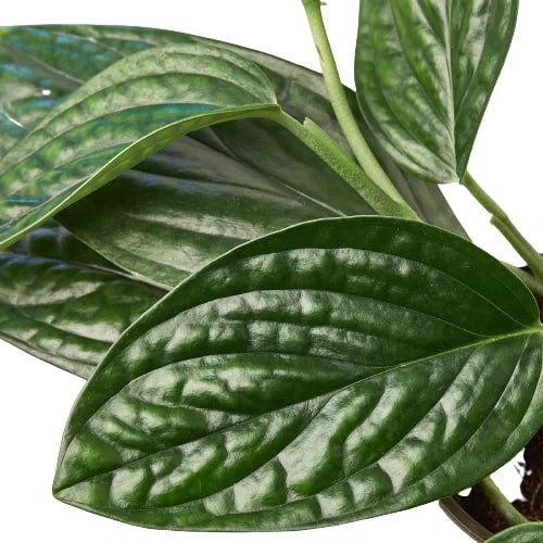 Monstera Peru Plant Live House Plant Vining Indoor Plant Hanging Live House Plant