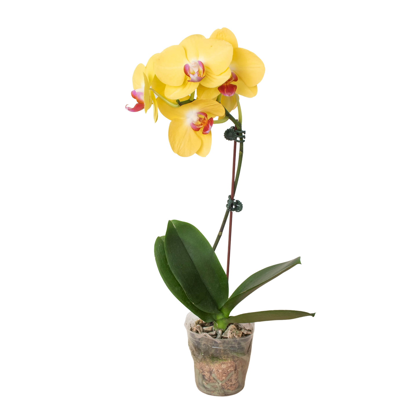 Orchid Yellow Phalaenopsis