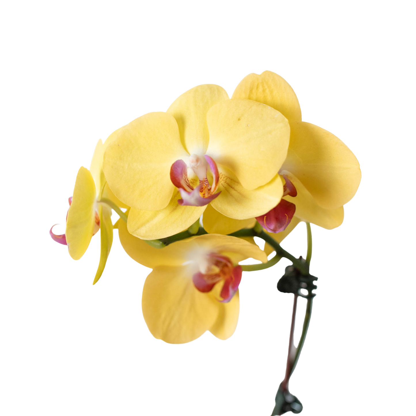 Orchid Yellow Phalaenopsis