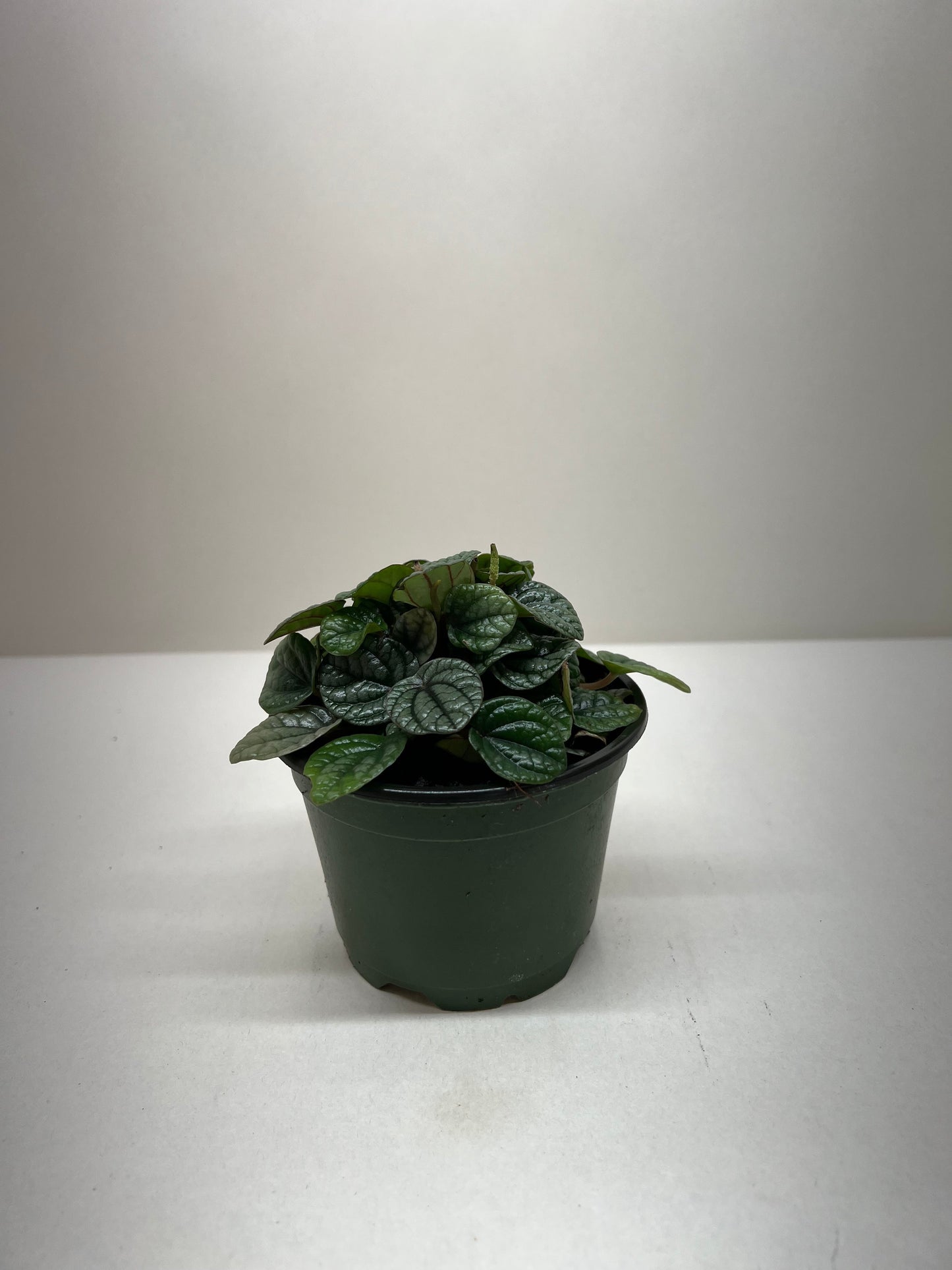 Peperomia Greyhound Plant Live House Plant Small Live Greenery for Home Decor