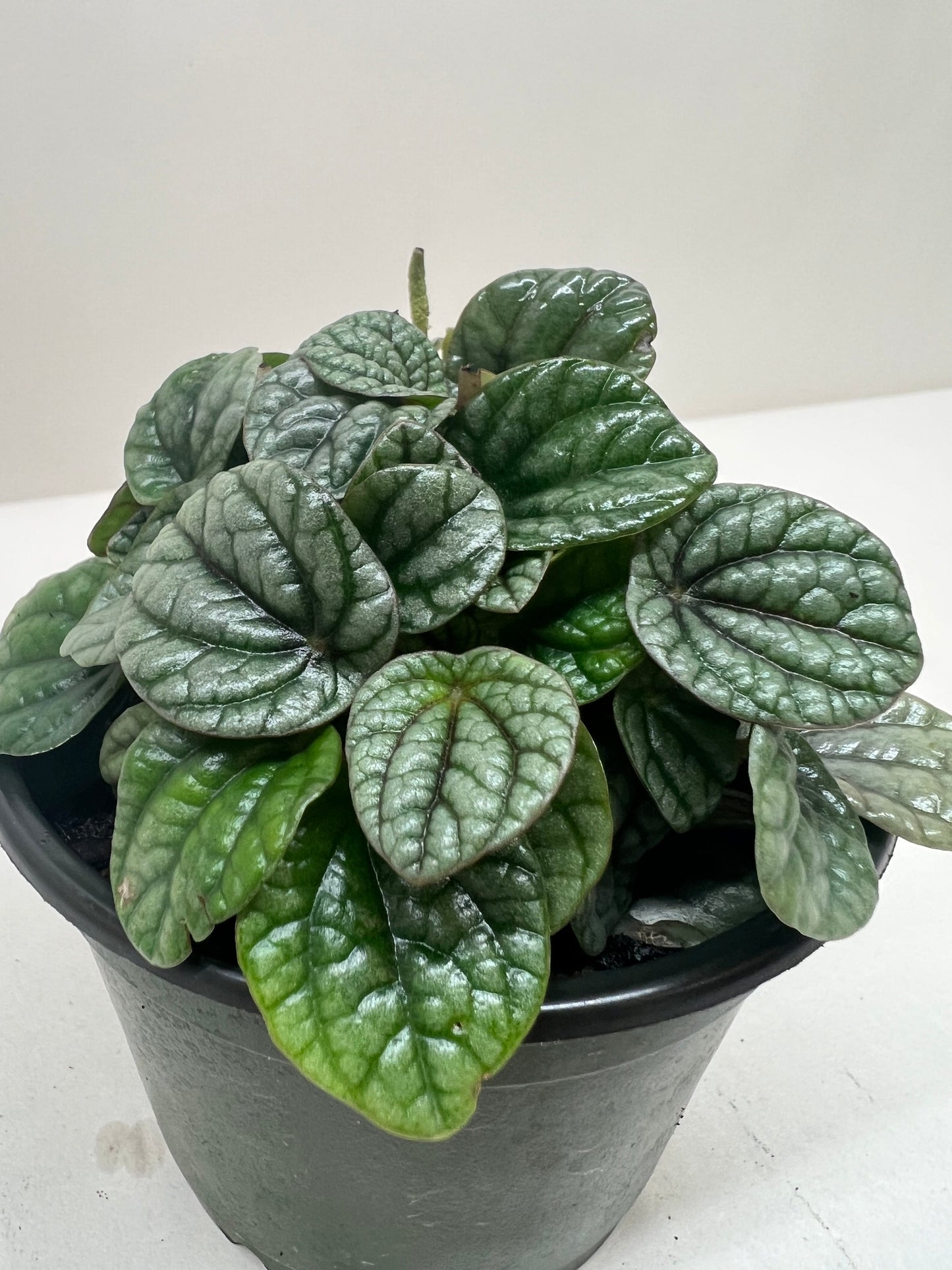 Peperomia Greyhound Plant Live House Plant Small Live Greenery for Home Decor