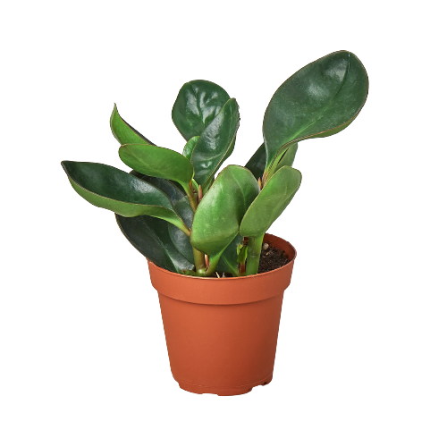 Peperomia Red Edge Plant Live House Plant Low Maintenance Indoor Plant for Beginner