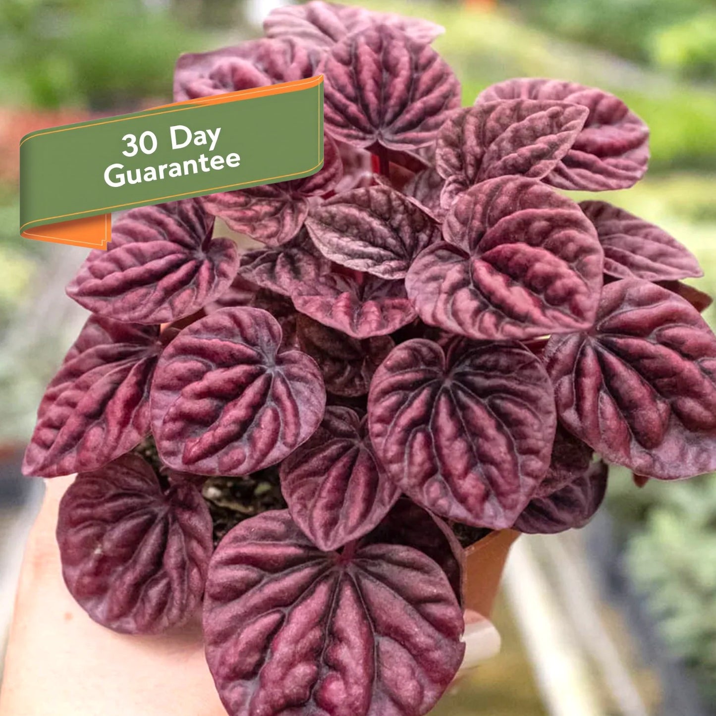 Peperomia Ripple Red