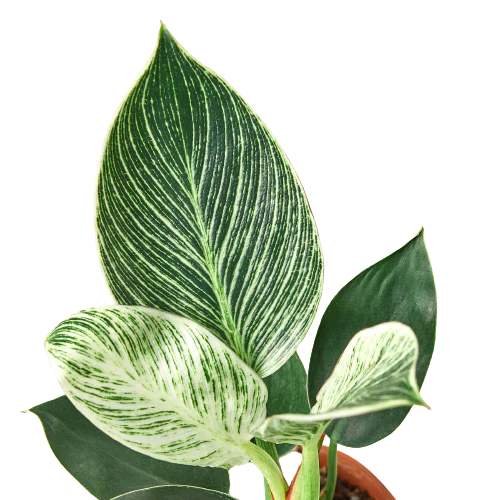Philodendron Birkin Plant