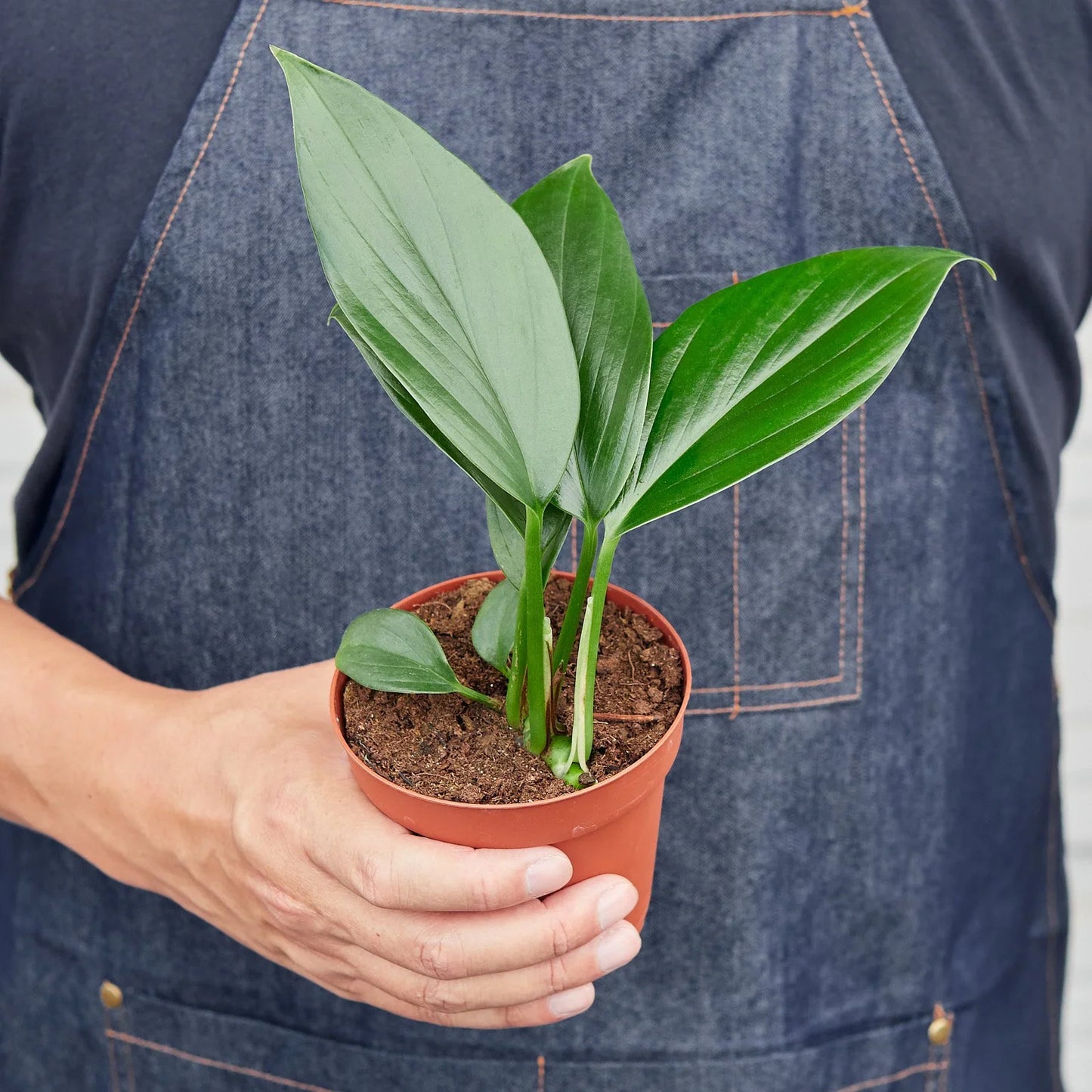 Philodendron Dragon Tail
