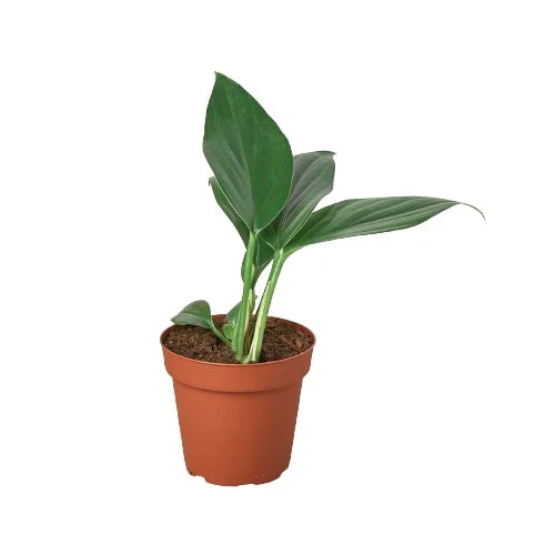 Philodendron Dragon Tail