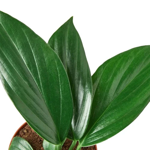 Philodendron Dragon Tail