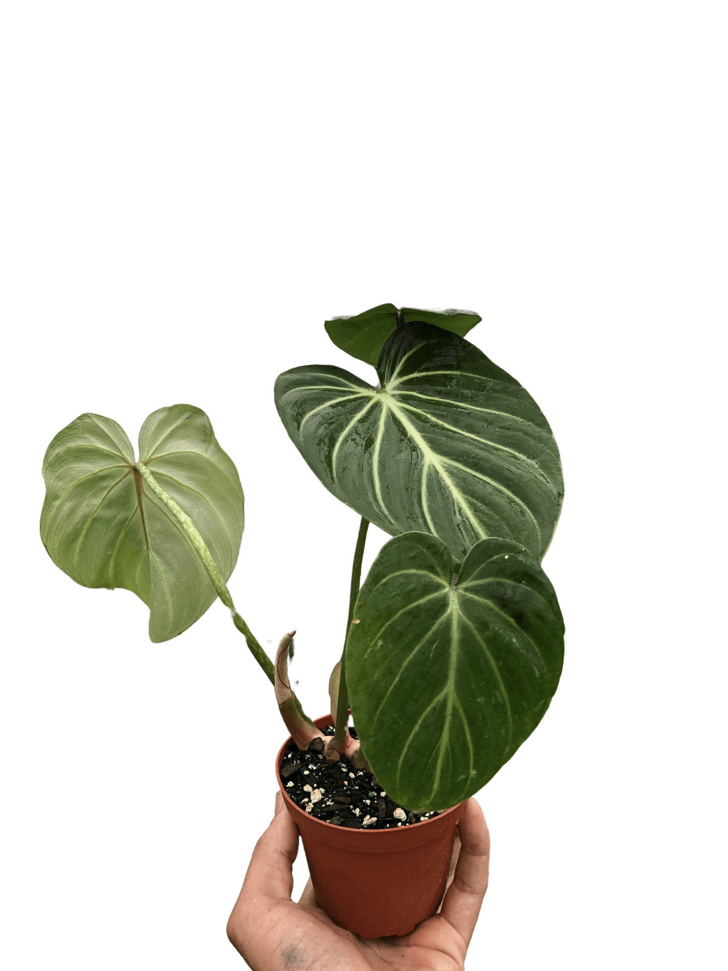 Philodendron Gloriosum Plant
