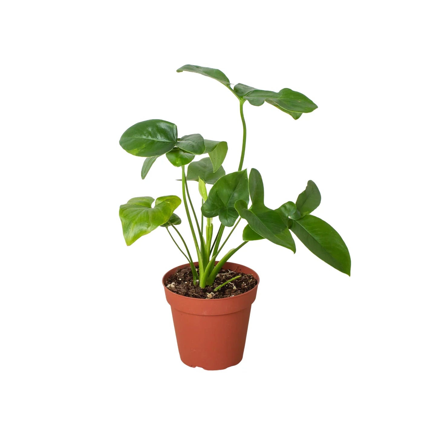 Philodendron Goeldii