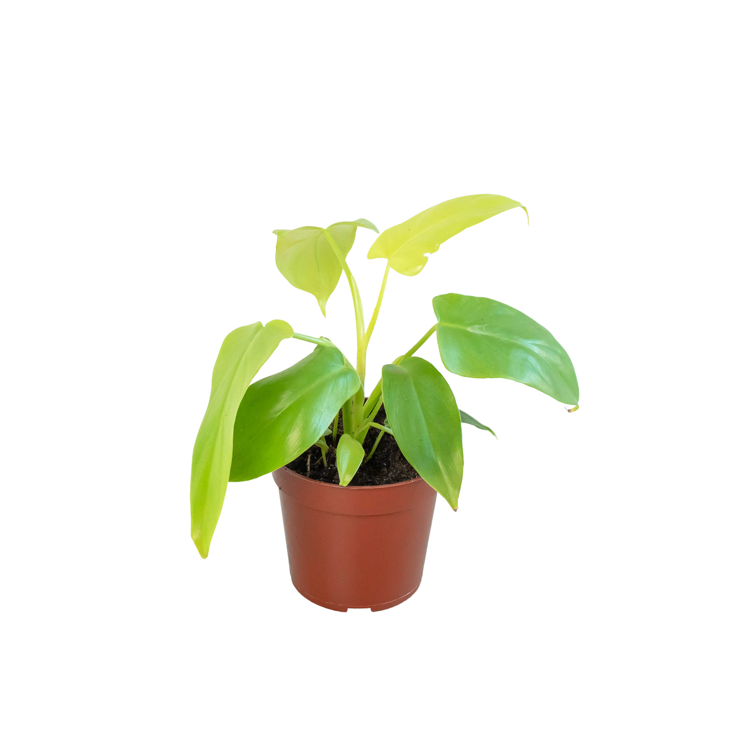 Philodendron Gold Violin