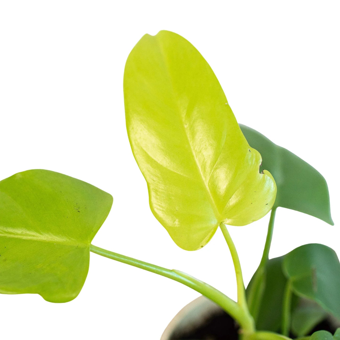 Philodendron Gold Violin