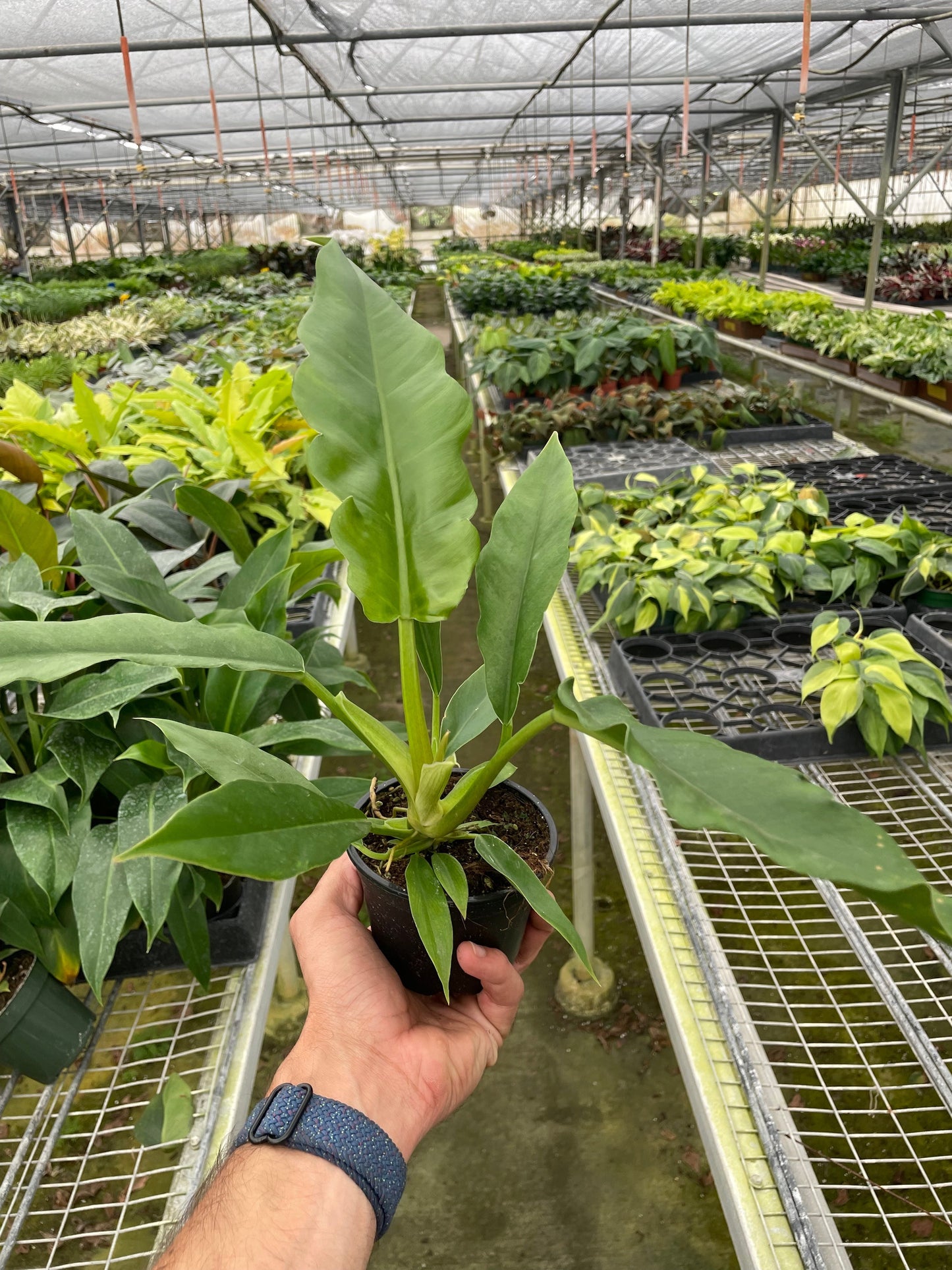 Philodendron Jungle Boogie Live House Plant
