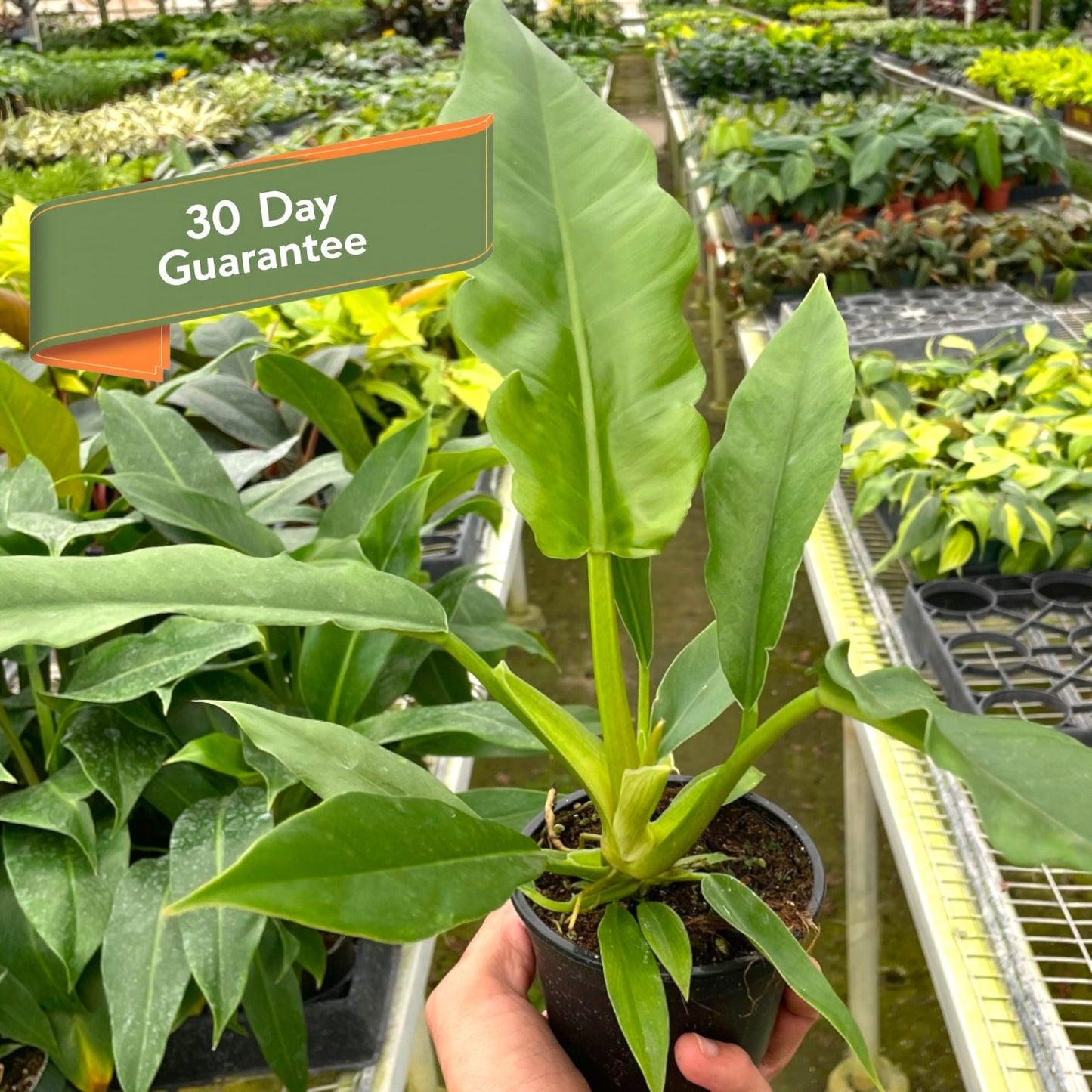 Philodendron Jungle Boogie Live House Plant