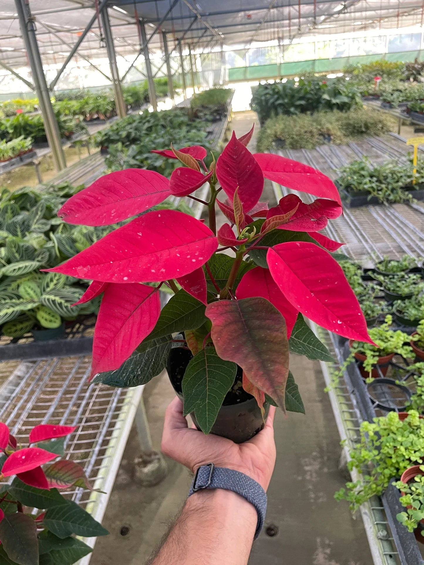 Poinsettia Red Live House Plant for Christmas