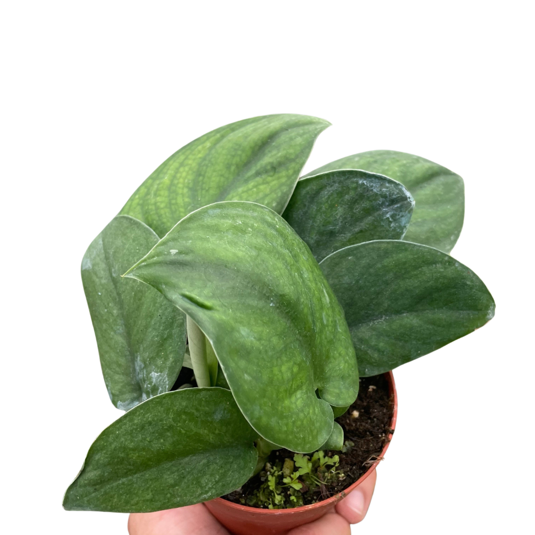 Jade Satin Pothos Plant Live Pothos Rare House Plant Hanging Indoor Plant Vining Plant Rooted Pothos in Pot XXL Pothos Aquarium Paludarium
