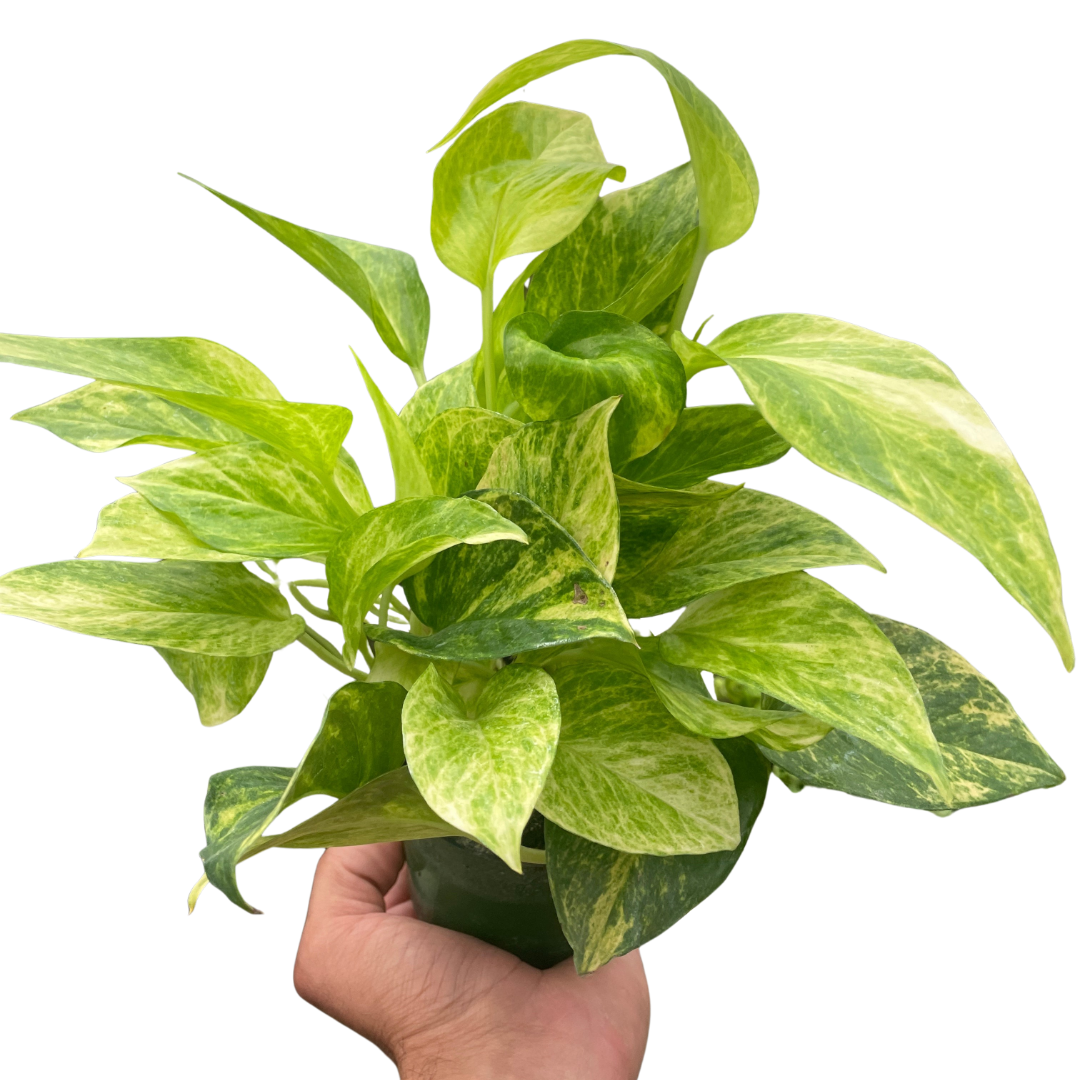 Neon Queen Pothos Plant Live Pothos Rare House Plant Hanging Indoor Plant Vining Plant Rooted Pothos in Pot XXL Pothos Aquarium Paludarium
