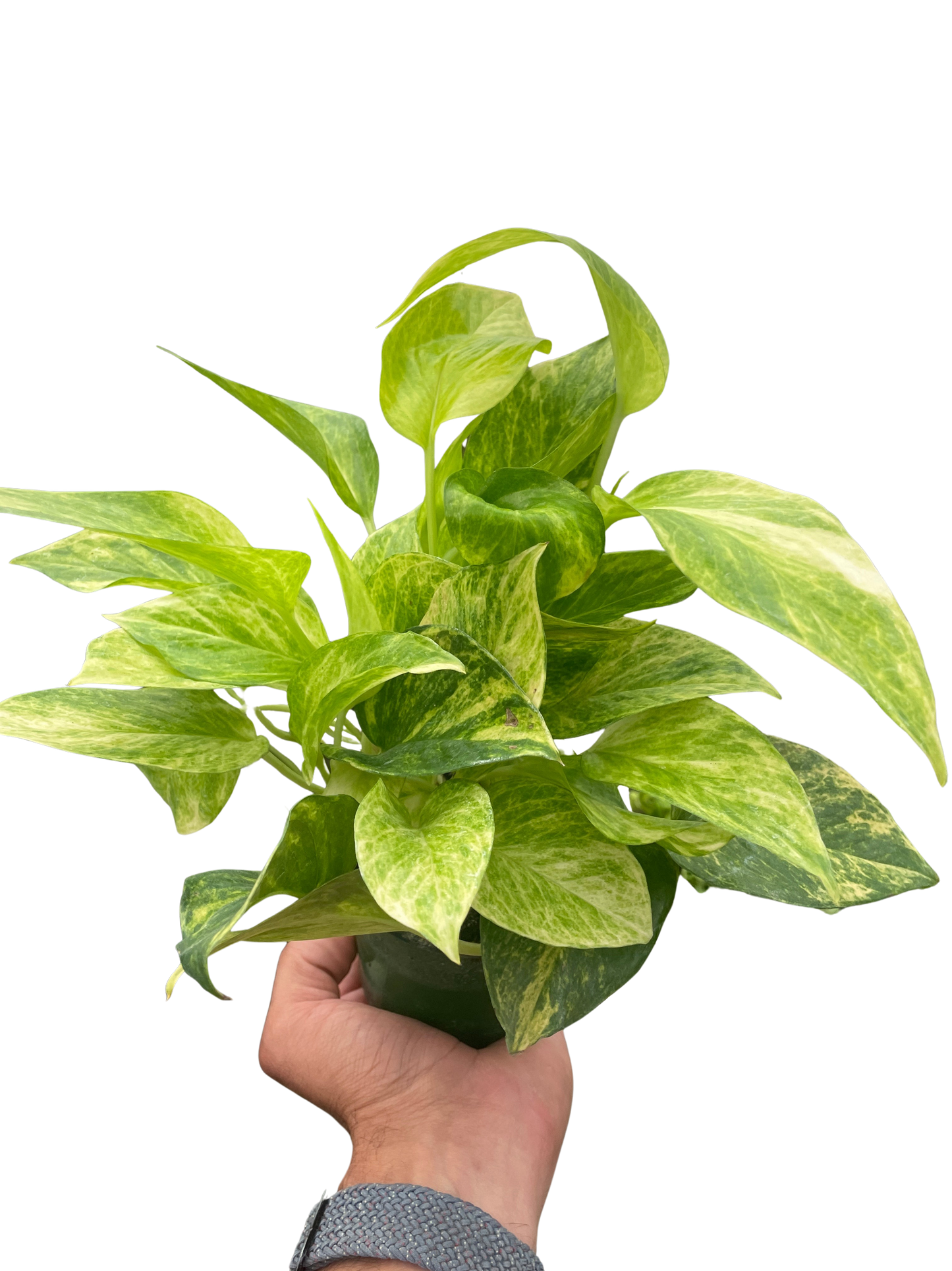 Neon Queen Pothos Plant Live Pothos Rare House Plant Hanging Indoor Plant Vining Plant Rooted Pothos in Pot XXL Pothos Aquarium Paludarium