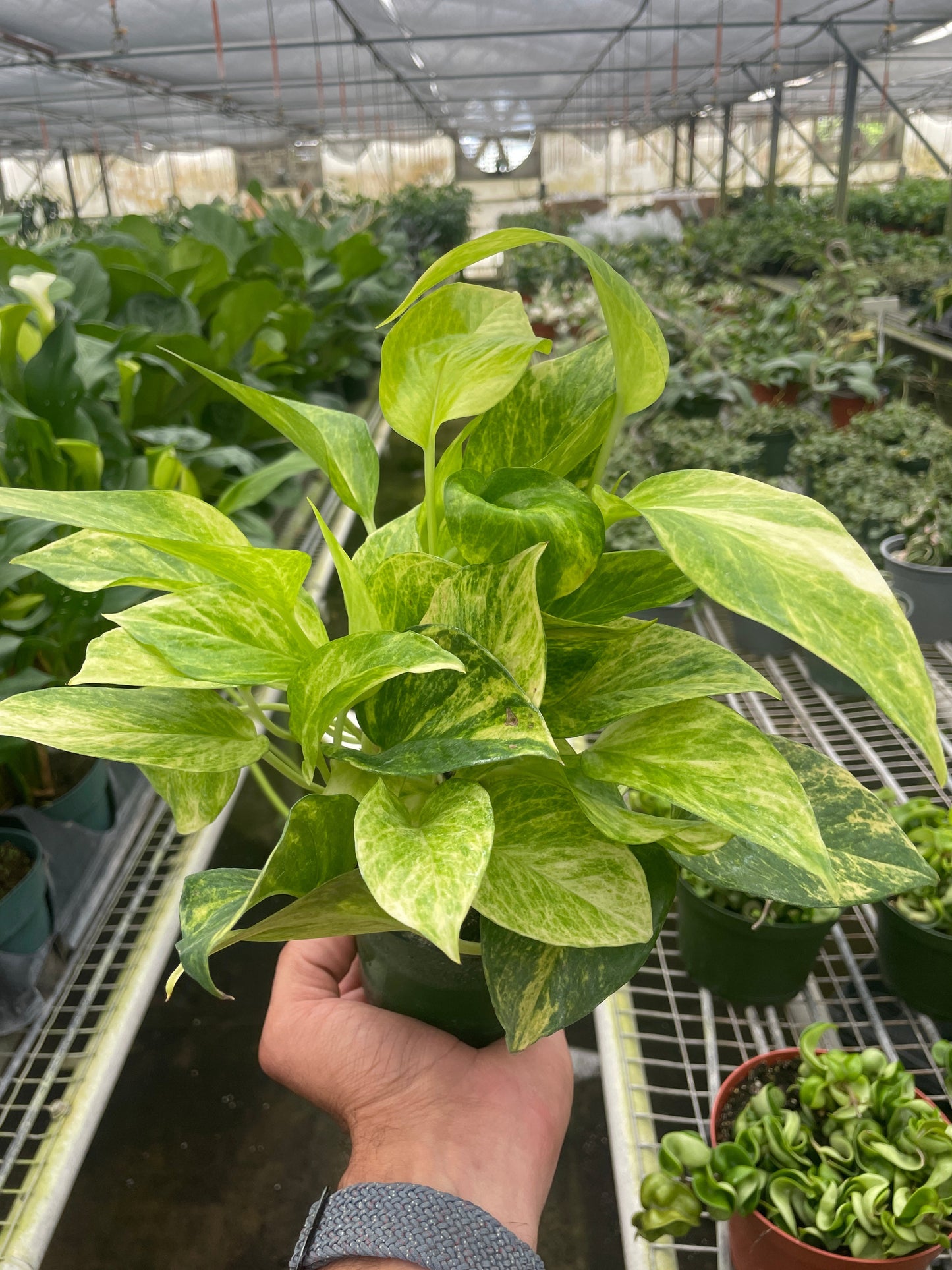 Neon Queen Pothos Plant Live Pothos Rare House Plant Hanging Indoor Plant Vining Plant Rooted Pothos in Pot XXL Pothos Aquarium Paludarium