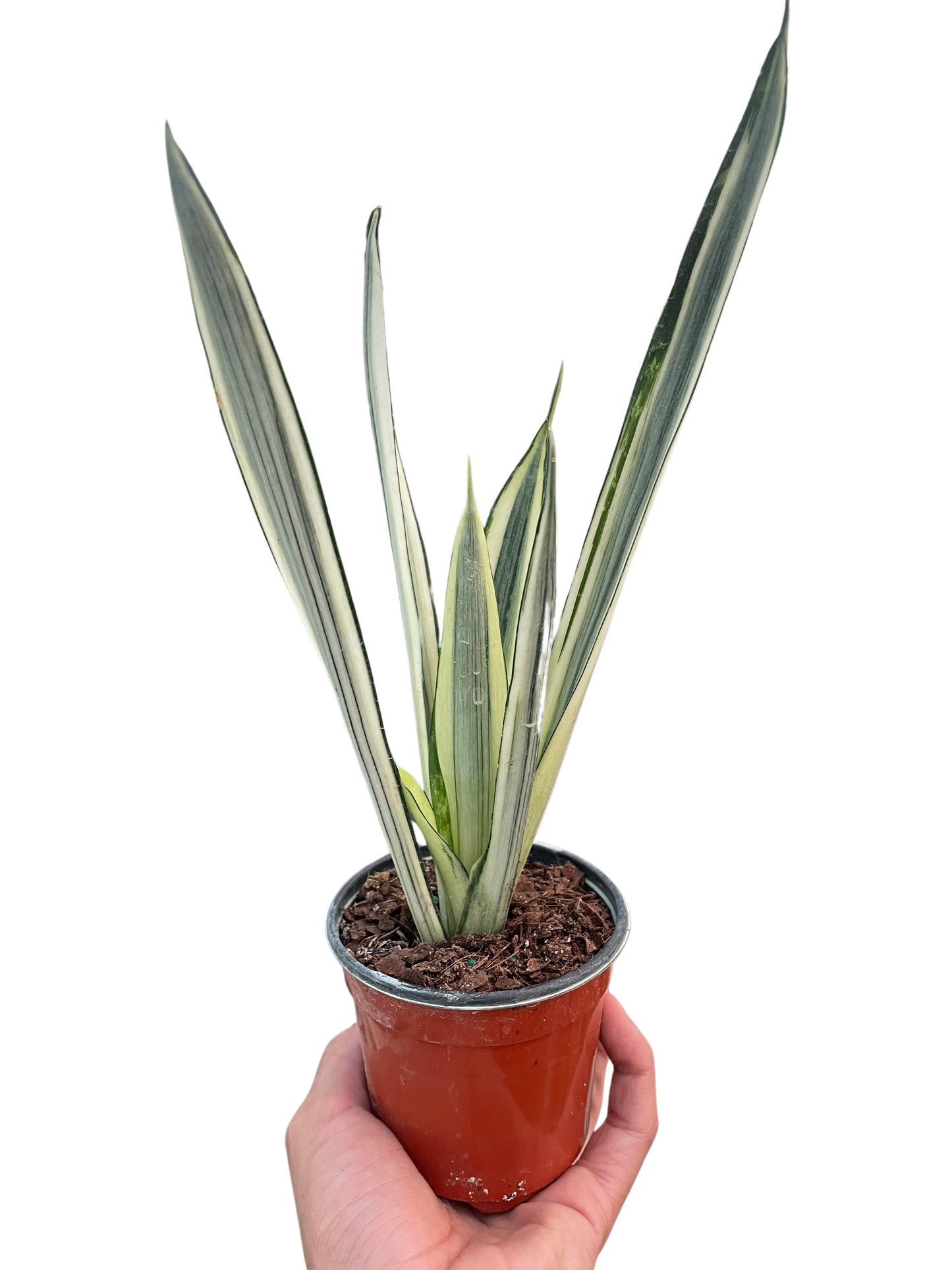 Snake Bantel's Sensation Plant Live House Plant Low Maintenance Easy Care Low Light Air Purifying Plant Air Cleaning Live Indoor