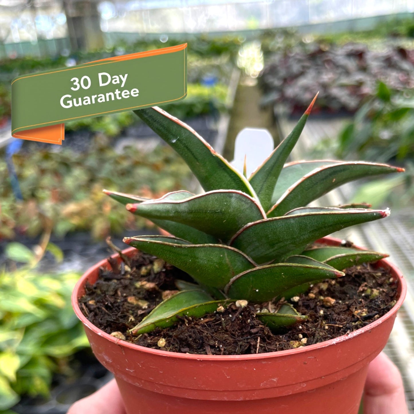 Snake Lavranos Plant Live House Plant Low Maintenance Easy Care Low Light Air Purifying Plant Air Cleaning Live Indoor