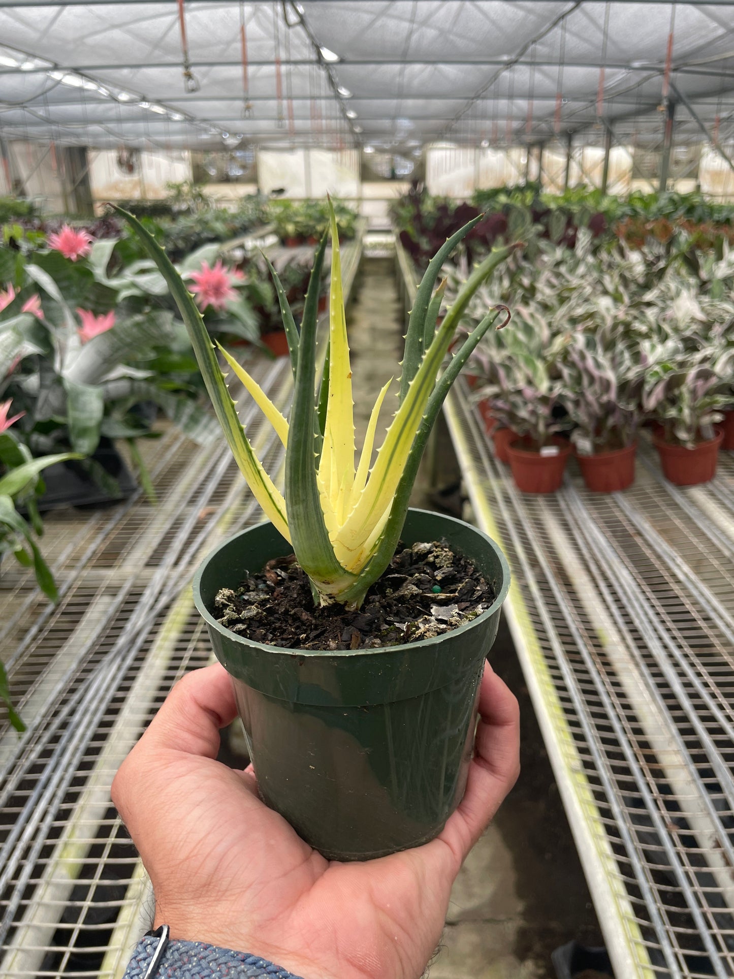 Aloe Solar Flare Plant Live Rare Aloe Vera House Plant Variegated Aloe Humilis Hybrid