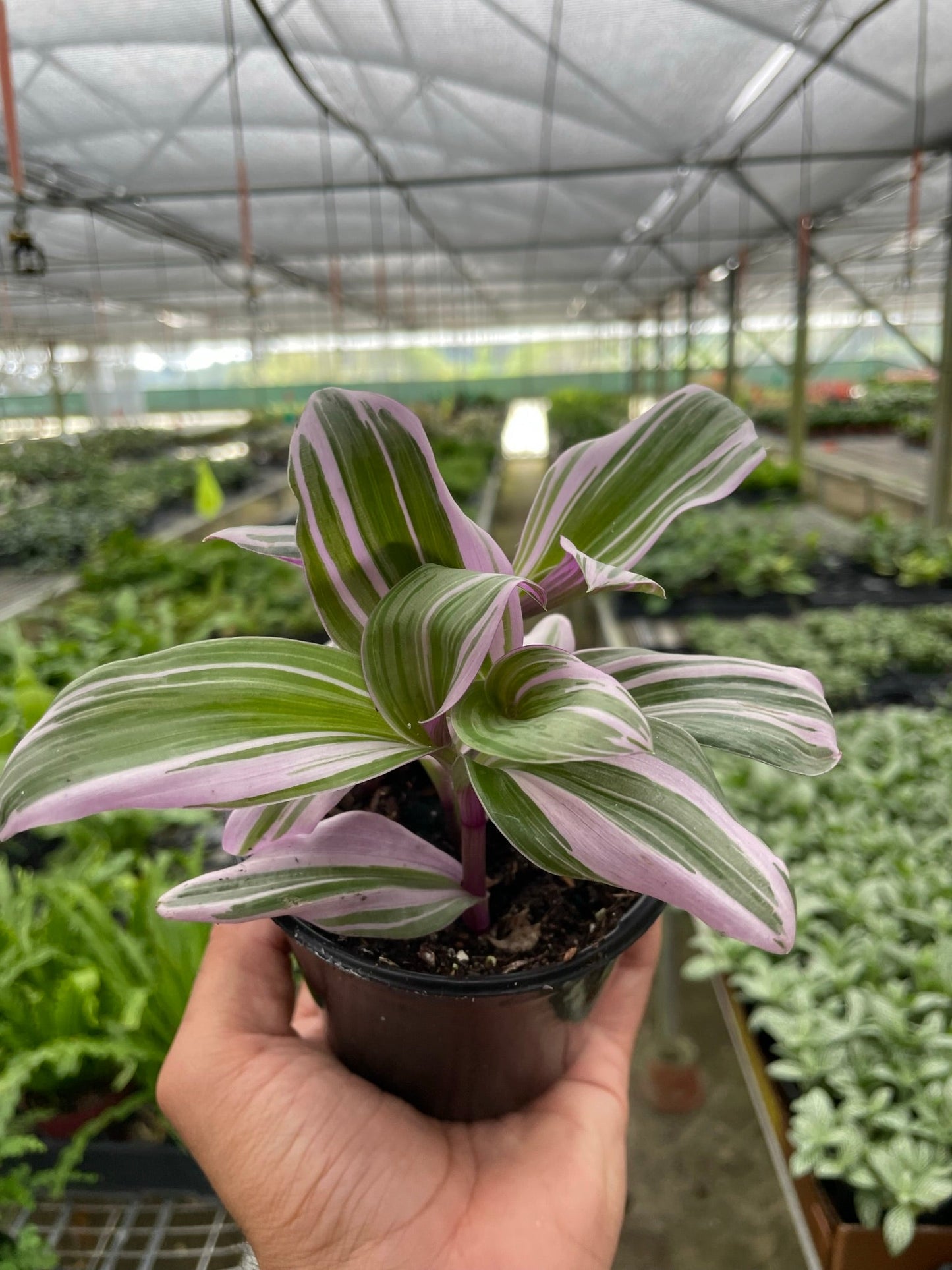 Tradescantia Nanouk Plant Purple House Plant Vining Hanging