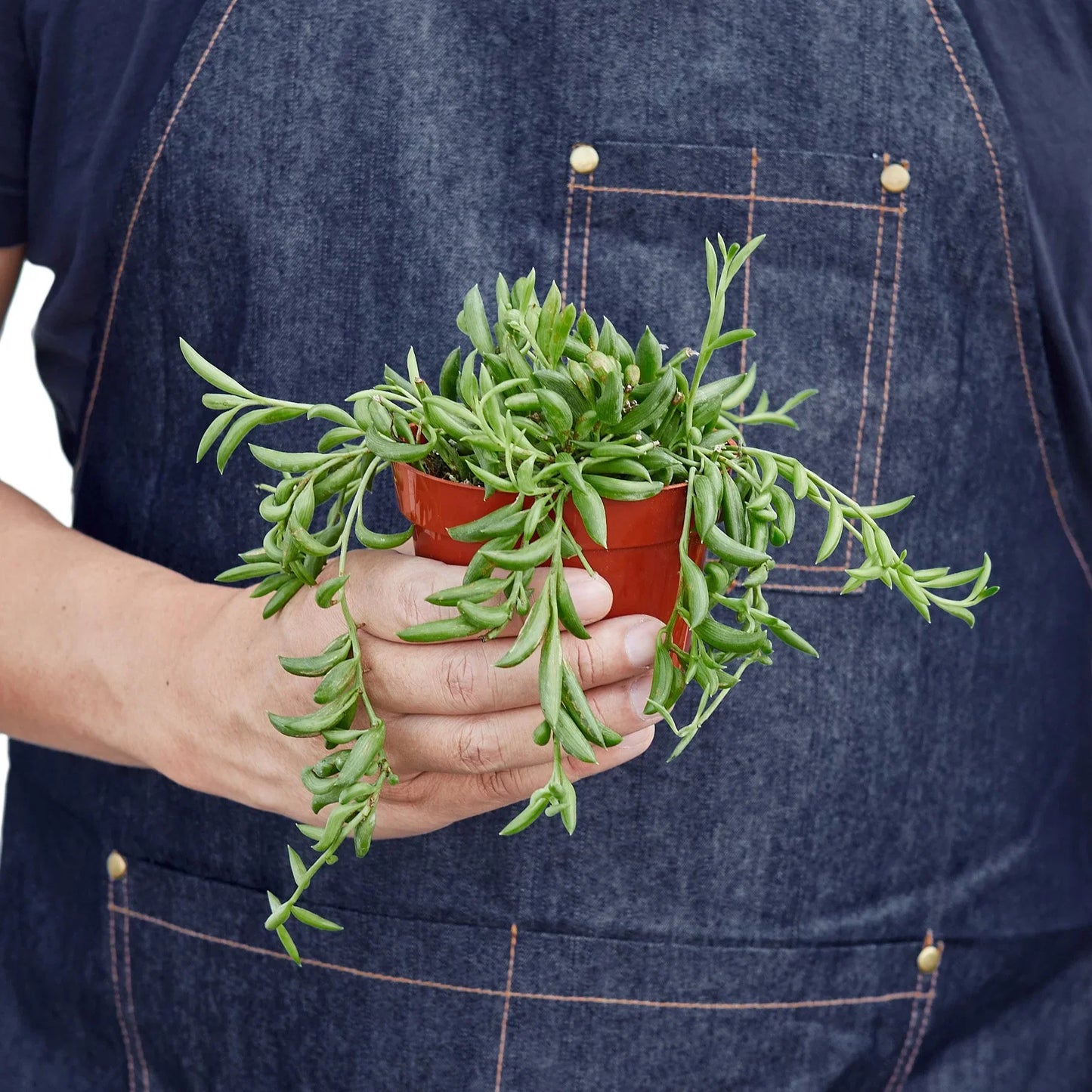 String of Bananas Succulent Live Hanging House Plant Low Maintenance Hanging Indoor Plant
