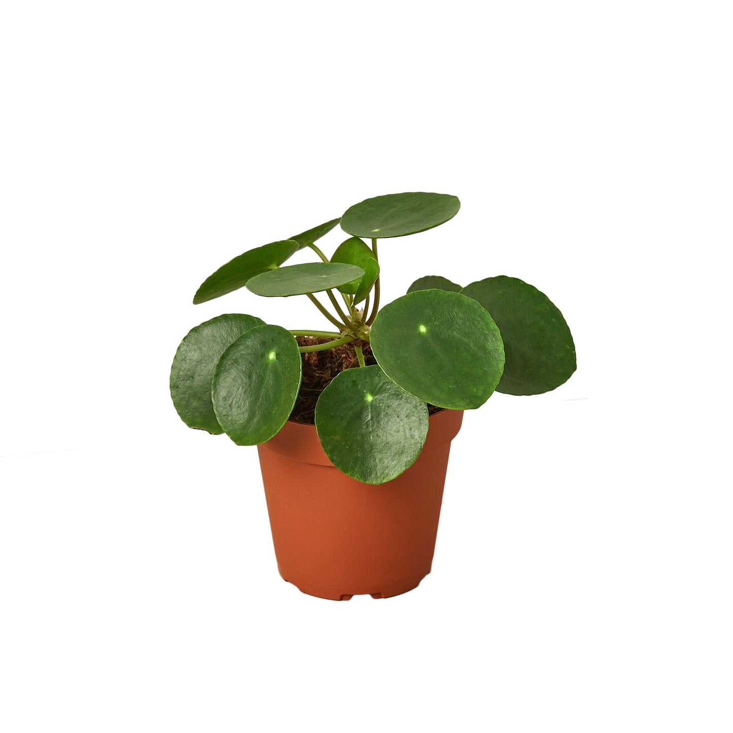 Pilea Peperomioides Chinese Money Plant Live Paludarium Plant Terrarium Plant House Plant Indoor