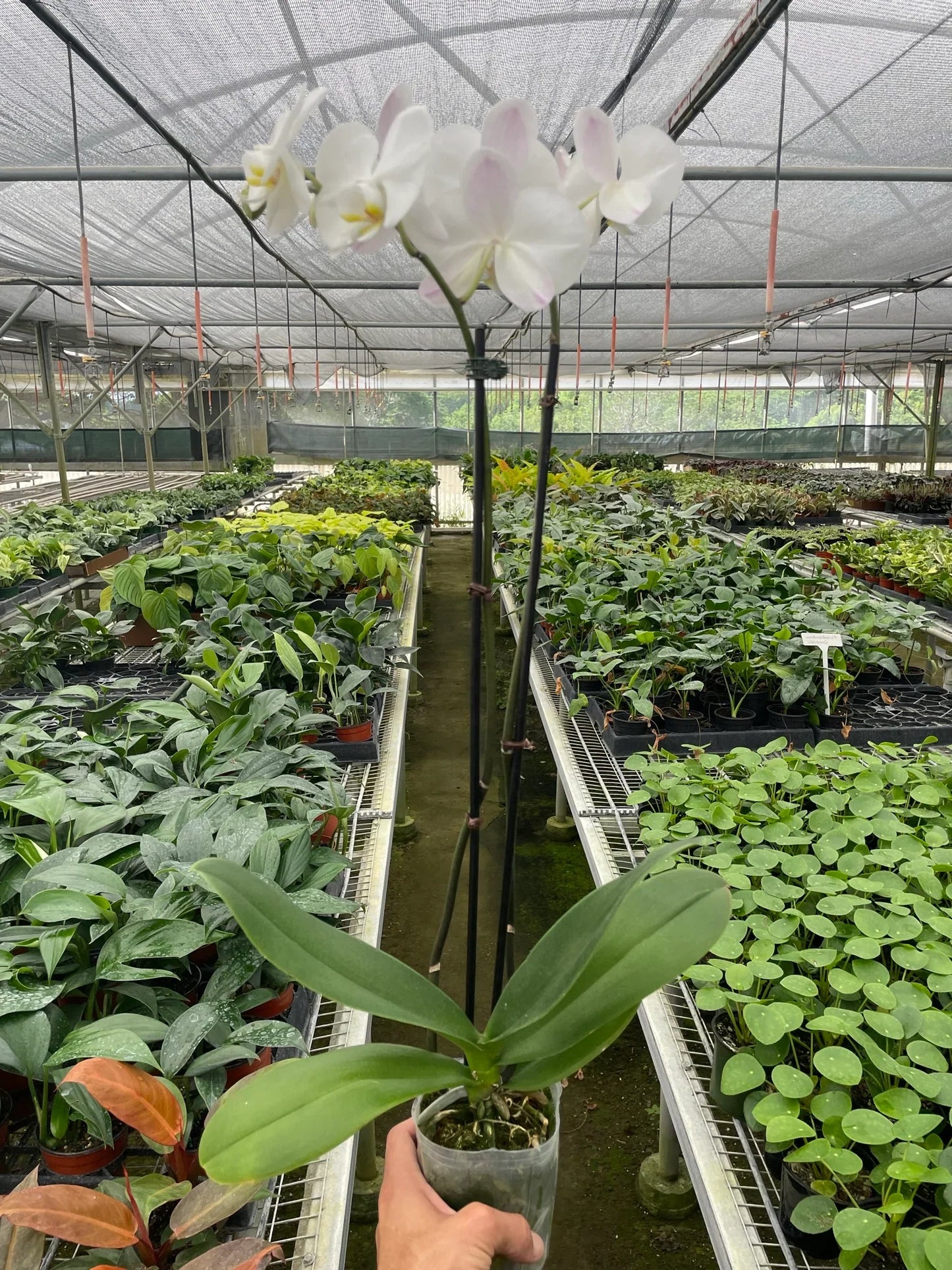 Orchid White Phalaenopsis