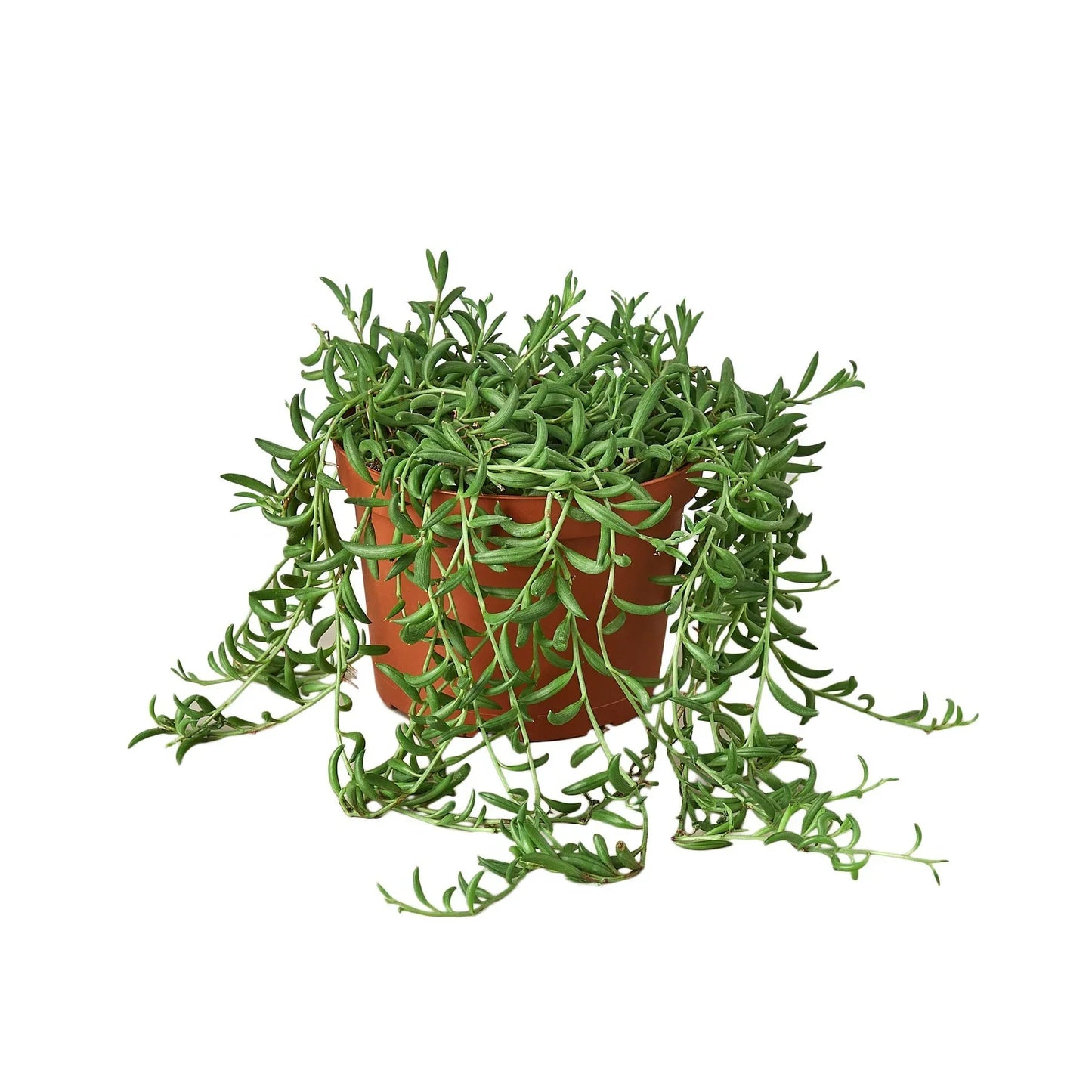 String of Bananas Succulent Live Hanging House Plant Low Maintenance Hanging Indoor Plant