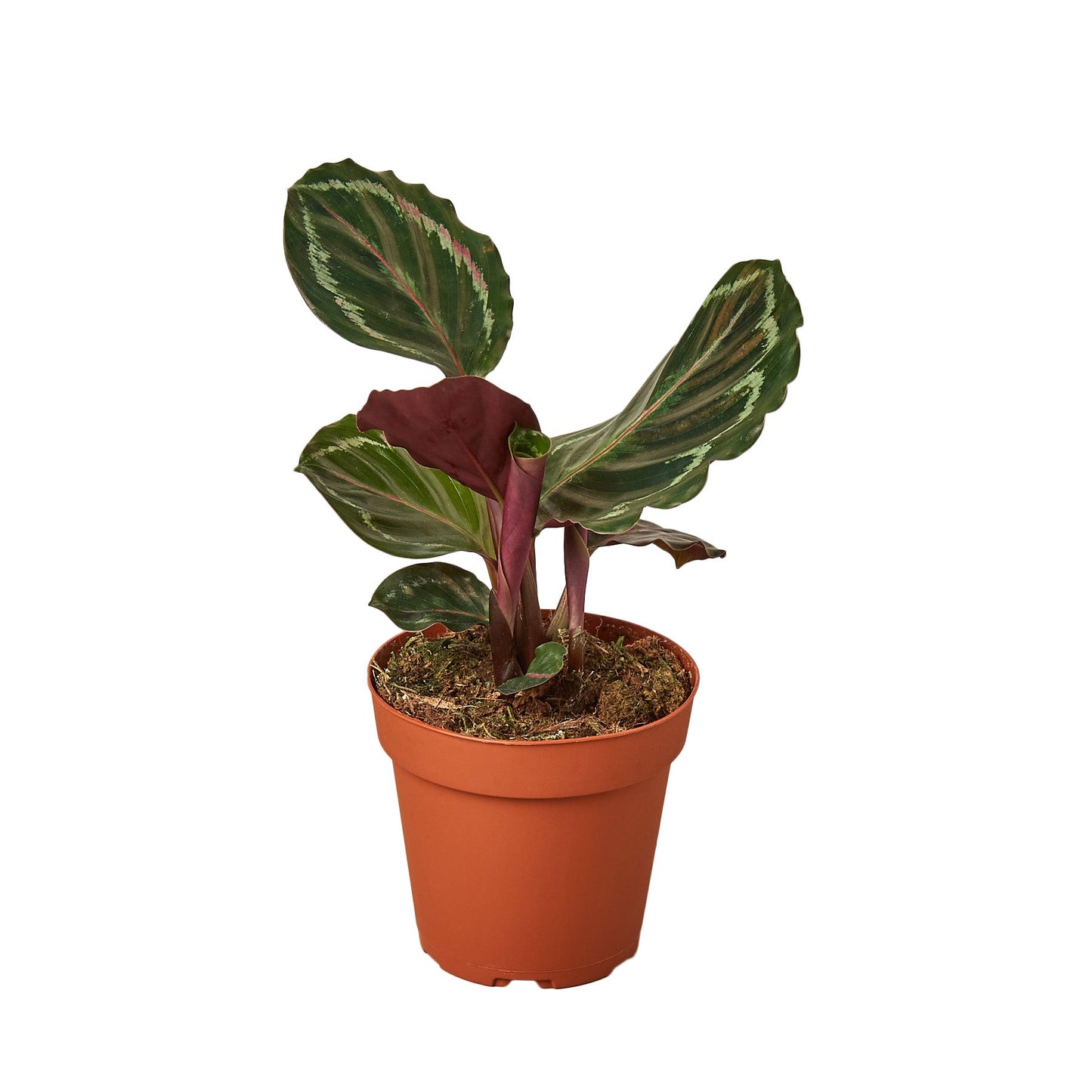 Calathea Roseopicta Medallion