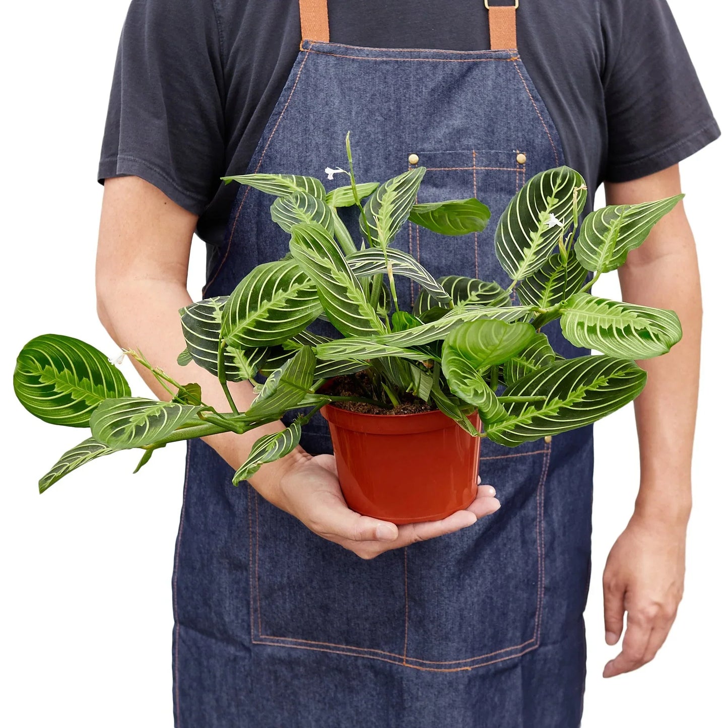 Maranta Lemon Lime Prayer Plant Live House Plant