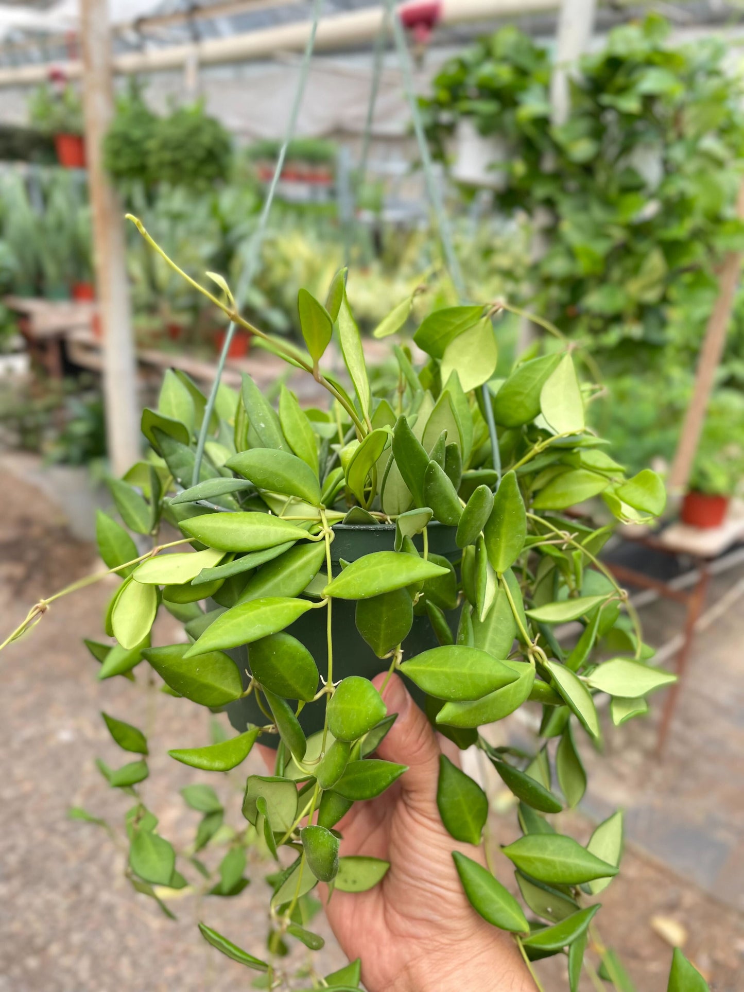 6" Pot - Hoya 'Burtoniae'