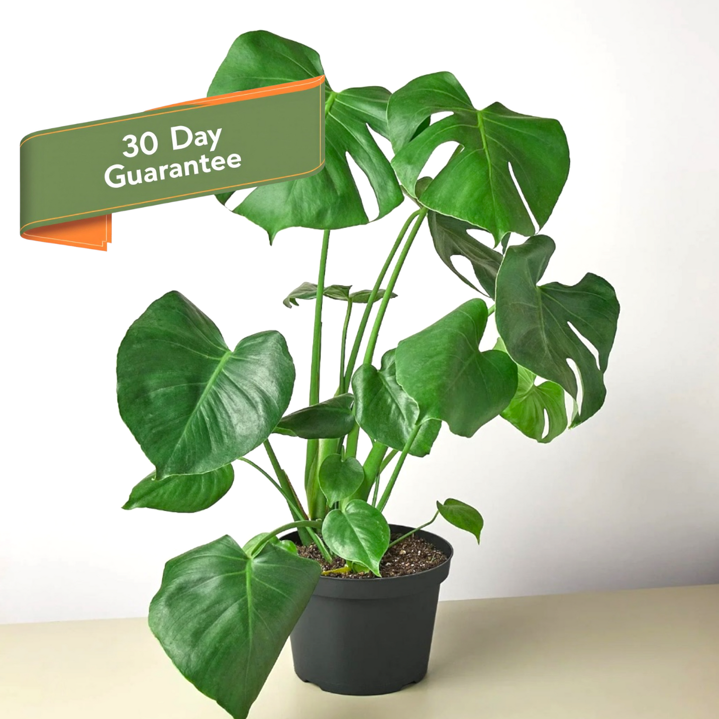 Live Monstera Plant Philodendron Split Leaf Potted House Plant Common Indoor Plant