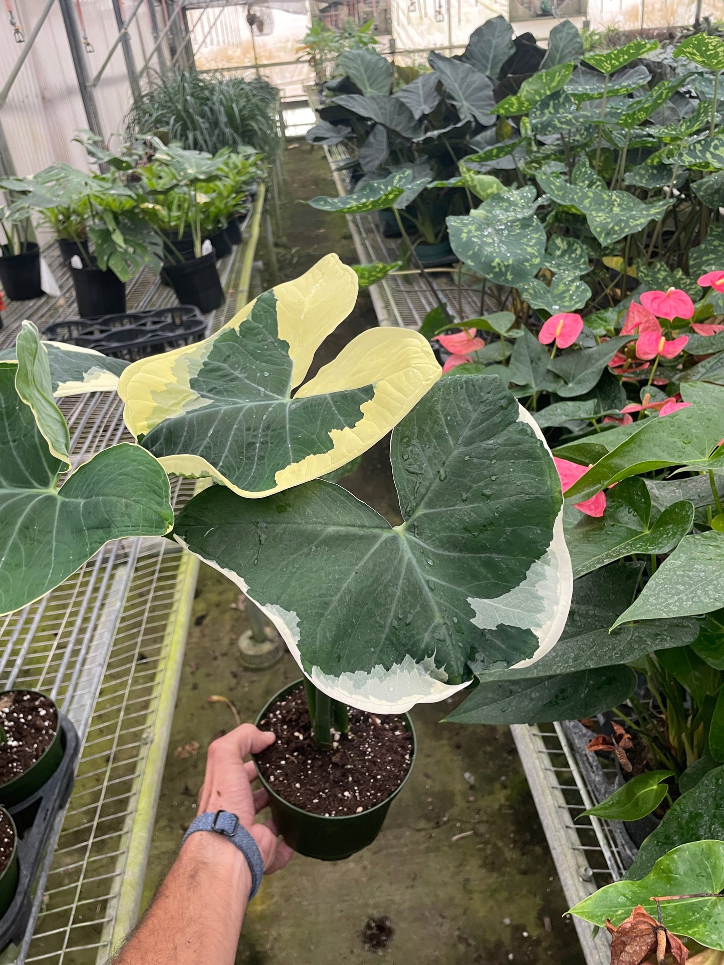 Alocasia Mickey Mouse Xanthosoma sagittifolium Variegatum Monstrosum Live House Plant Rare Variegated