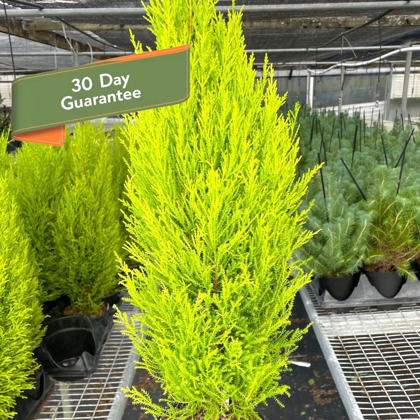 Cypress Lemon Tree Live Christmas House Plant