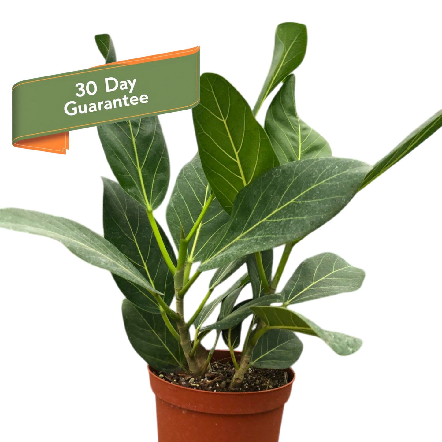 Ficus Audrey