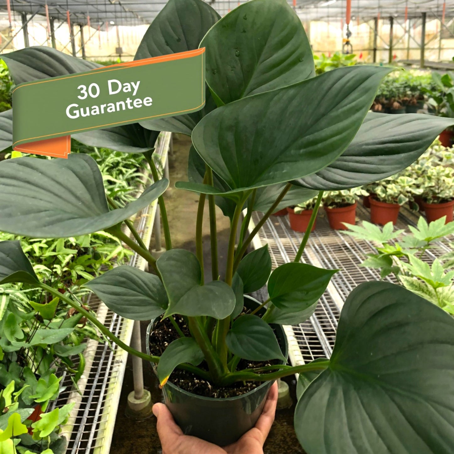 Homalomena Emerald Gem Plant Live Low Light House Plant Indoor Plants Greenery