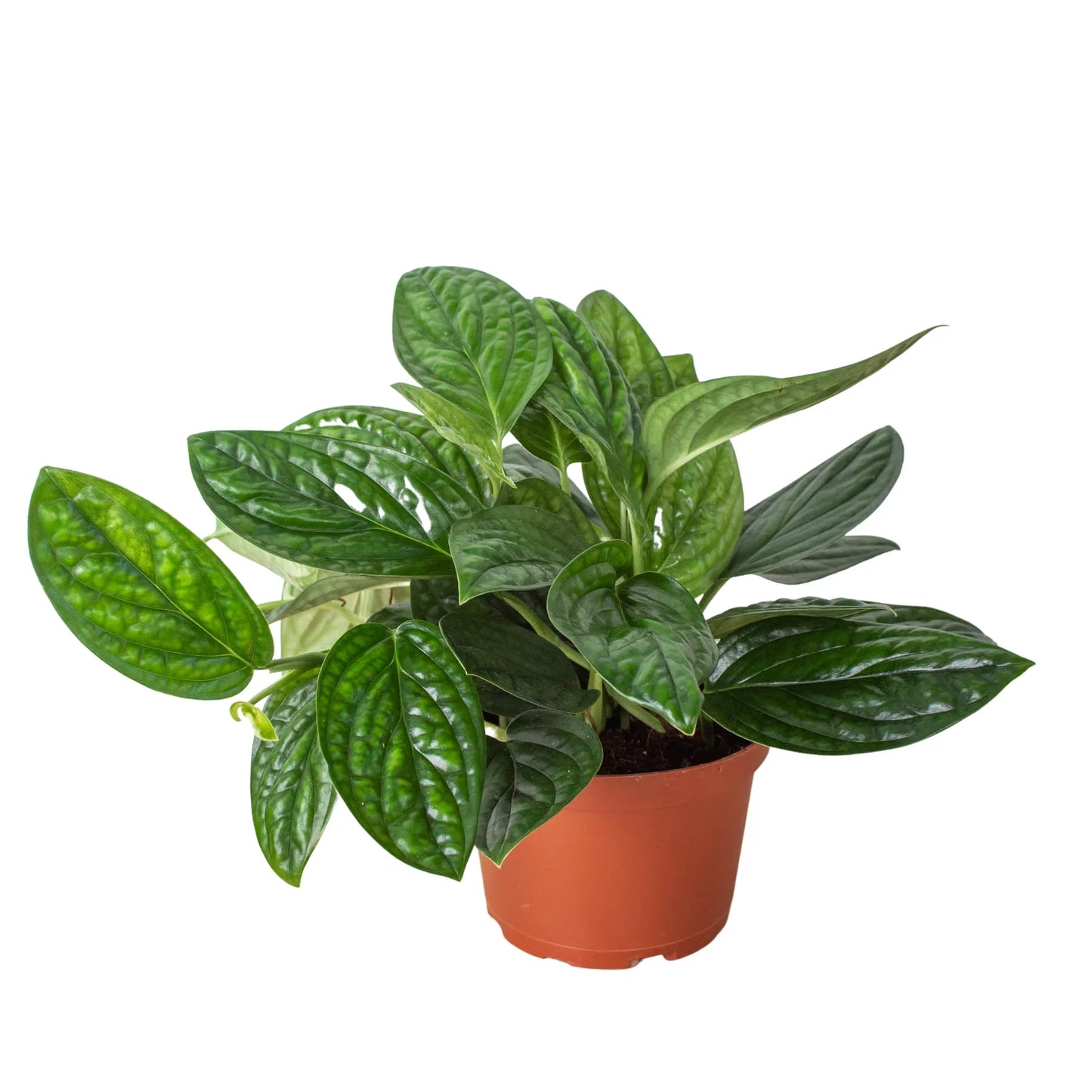 Monstera Peru Plant Live House Plant Vining Indoor Plant Hanging Live House Plant