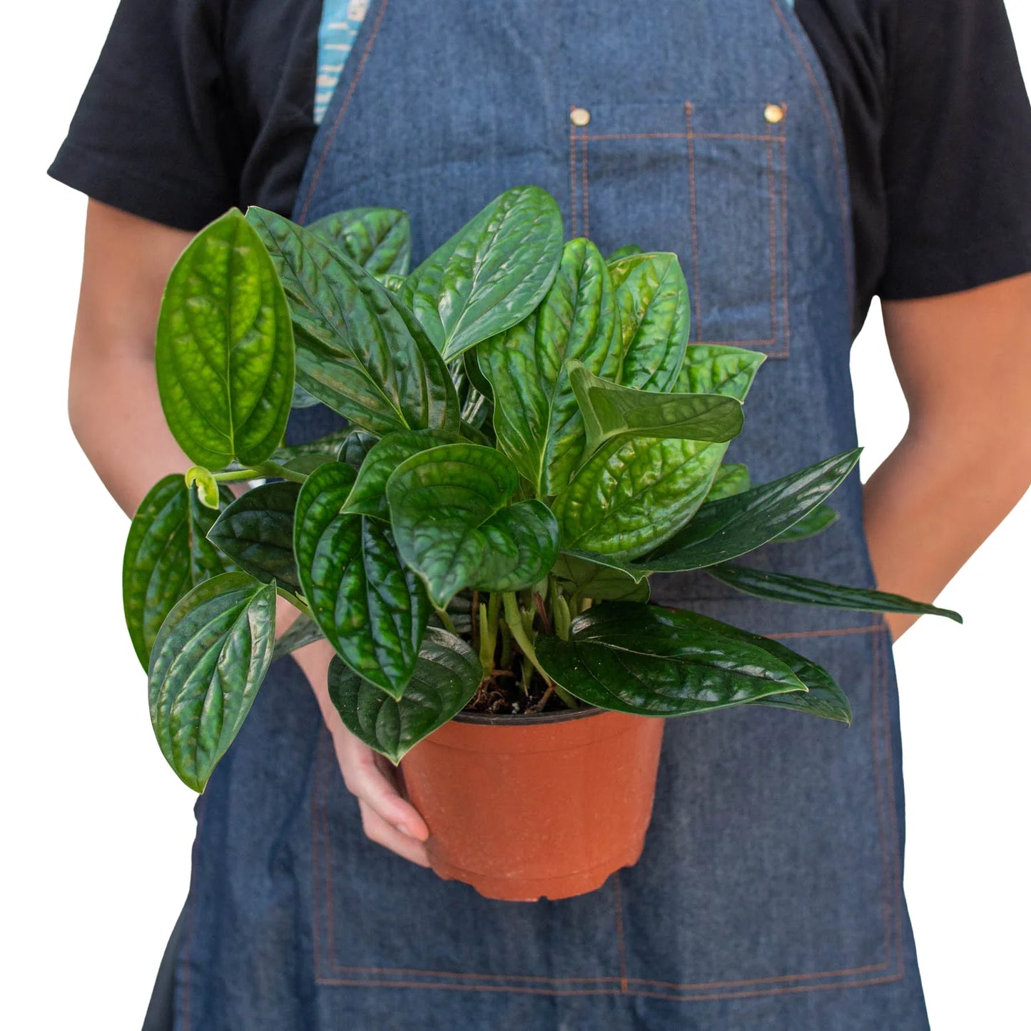 Monstera Peru Plant Live House Plant Vining Indoor Plant Hanging Live House Plant